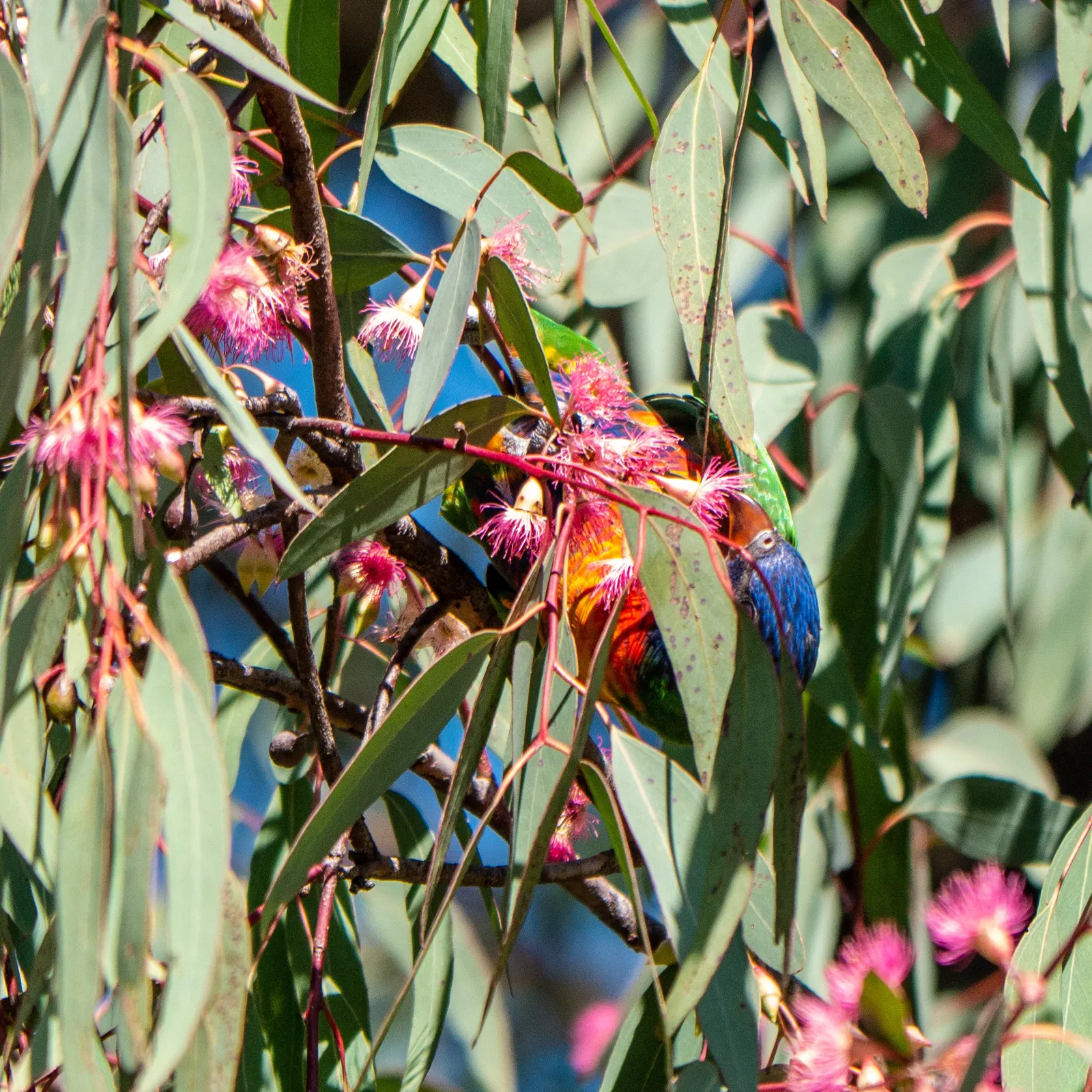 Rosea Eucalyptus (Eucalyptus Leucoxylon 'Rosea') — this tree attracts birds and bees