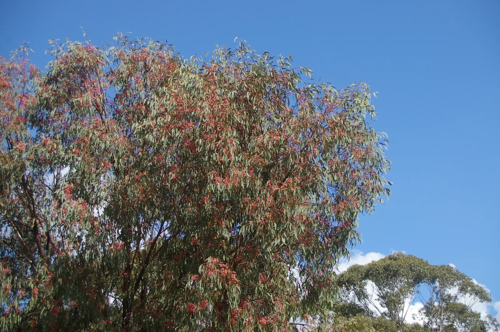 Rosea Eucalyptus (Eucalyptus Leucoxylon 'Rosea') — It thrives in full sun and well-drained soils