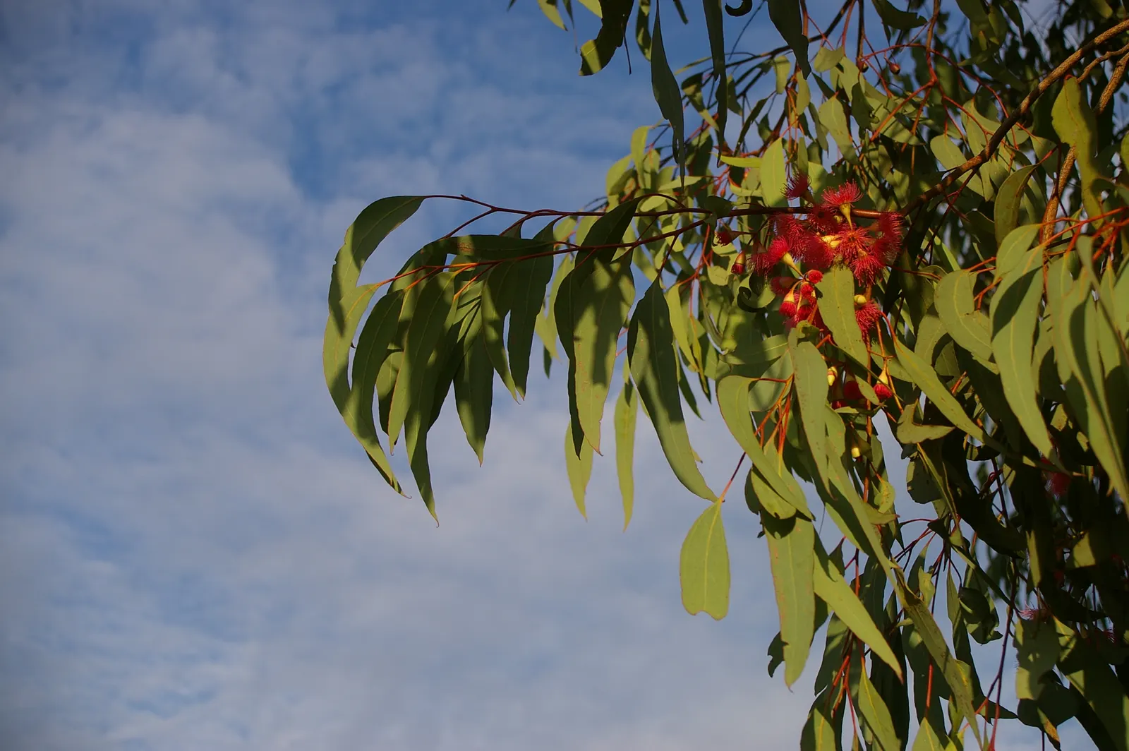 Rosea Eucalyptus (Eucalyptus Leucoxylon 'Rosea') — is a highly regarded tree in landscape design due to its aesthetic appeal and adaptability