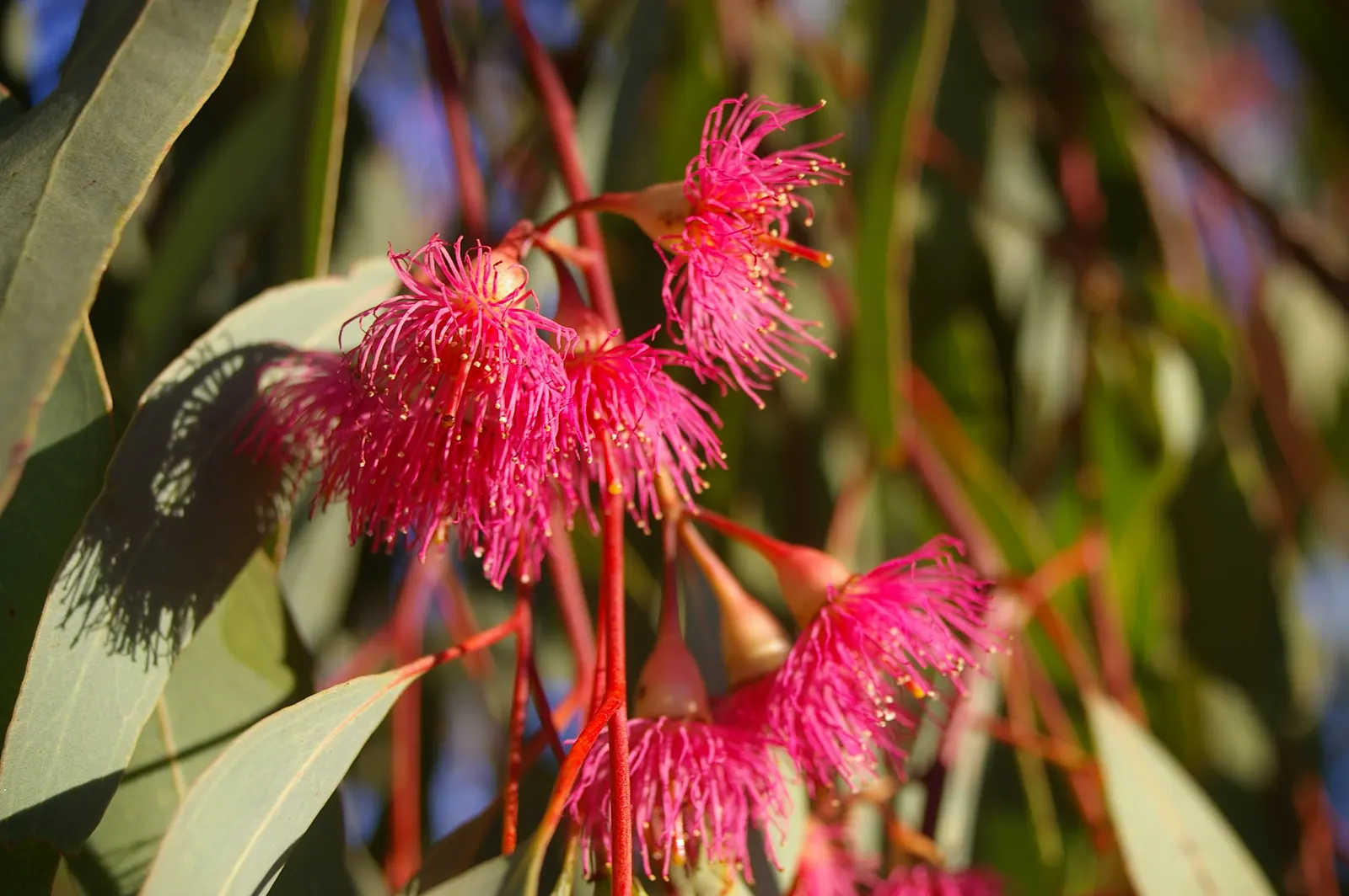 Rosea Eucalyptus (Eucalyptus Leucoxylon 'Rosea') — Tolerant of drought and frost, it's a striking choice for diverse landscapes