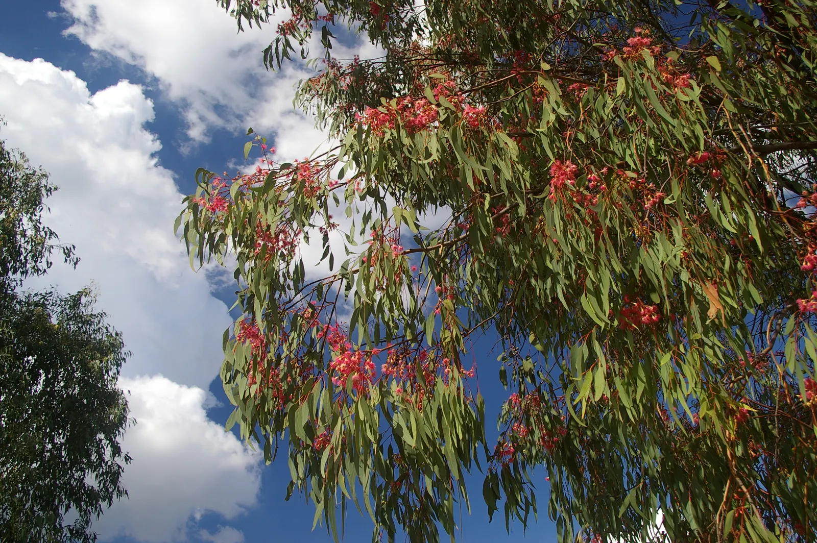 Rosea Eucalyptus (Eucalyptus Leucoxylon 'Rosea') — range from soft pink to a more vivid hue