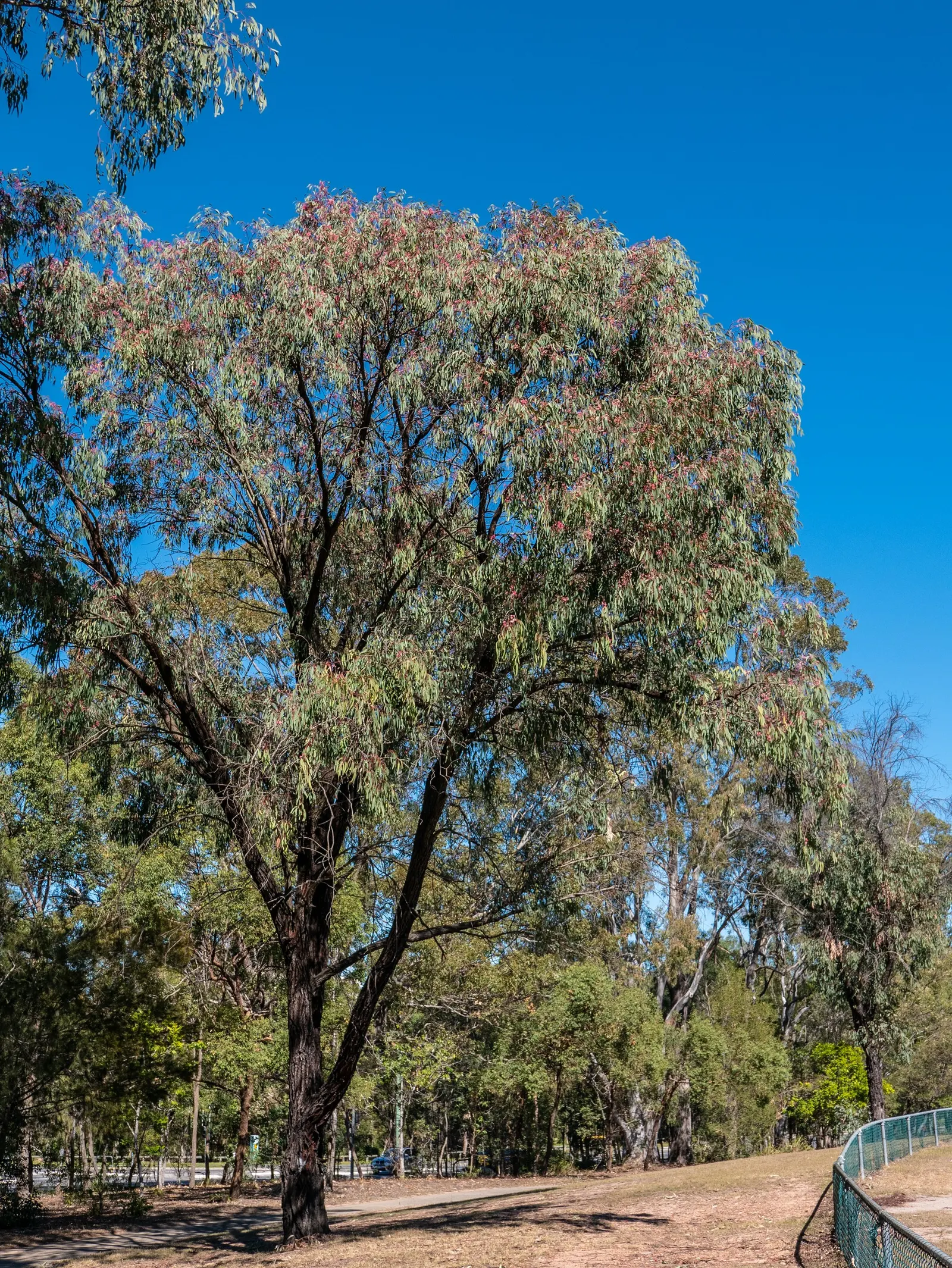 Rosea Eucalyptus (Eucalyptus Leucoxylon 'Rosea') — Admired for its silvery-green foliage and showy pink flowers that bloom in spring and summer