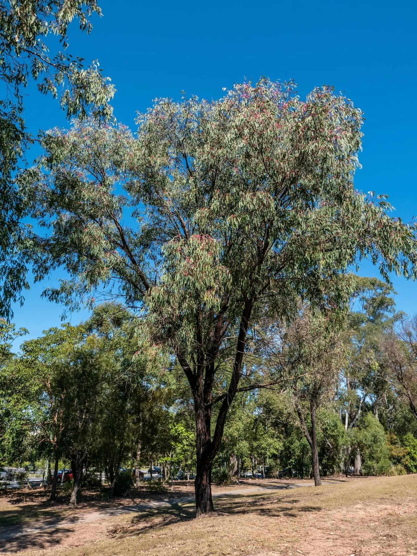 Rosea Eucalyptus (Eucalyptus Leucoxylon 'Rosea') — medium-sized tree reaching up to 30 feet tall