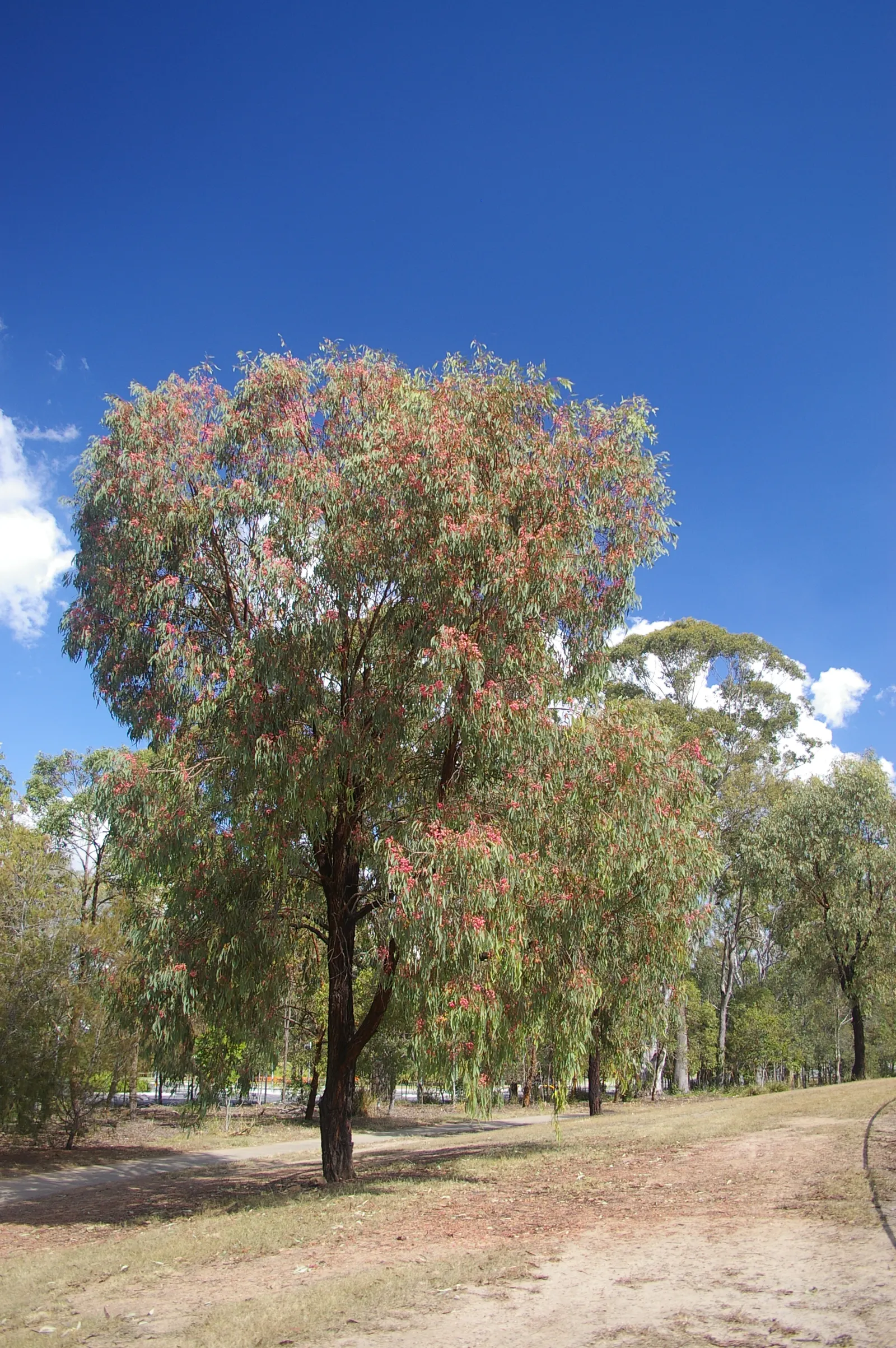 Rosea Eucalyptus (Eucalyptus Leucoxylon 'Rosea') — this ornamental eucalypt stands out with its striking pink blossoms