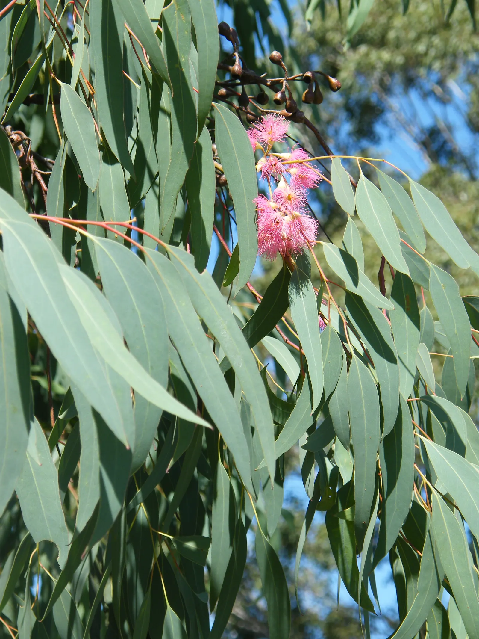 Rosea Eucalyptus (Eucalyptus Leucoxylon 'Rosea') — depending on the subspecies and individual tree