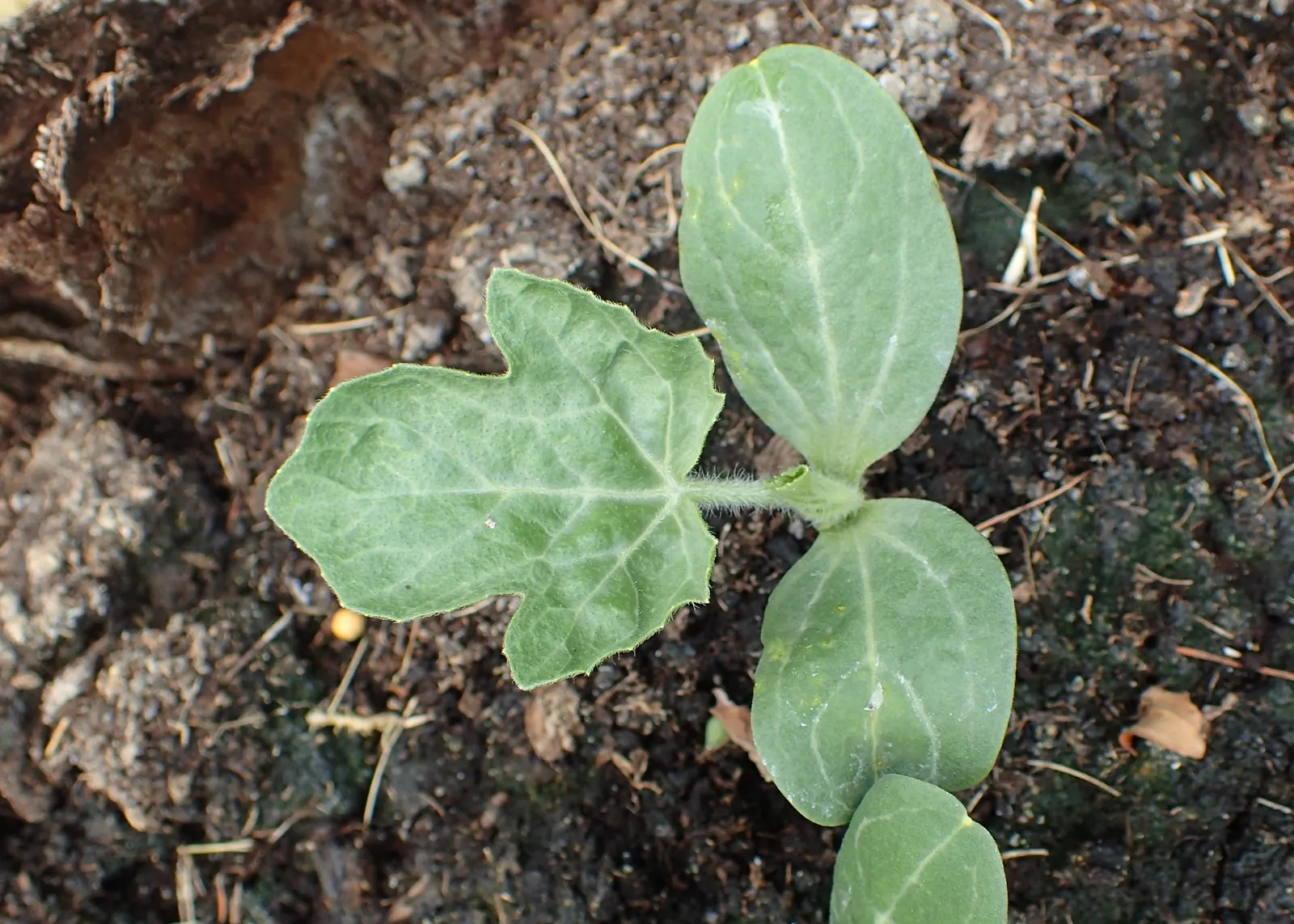 Watermelon (Citrullus Lanatus) — ensuring deep soil moisture - typically about 1 to 2 inches of water per week.<br><br>The fruit varies in size