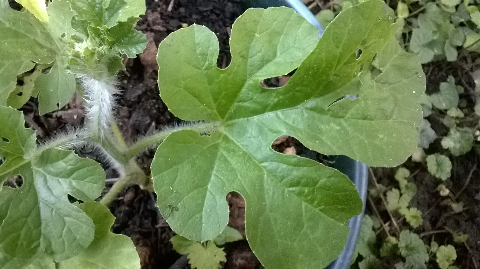 Watermelon (Citrullus Lanatus) — sweet interior‚Äîranging from deep red to pink or yellow; it is essential to allocate ample space as the vines can, image 49