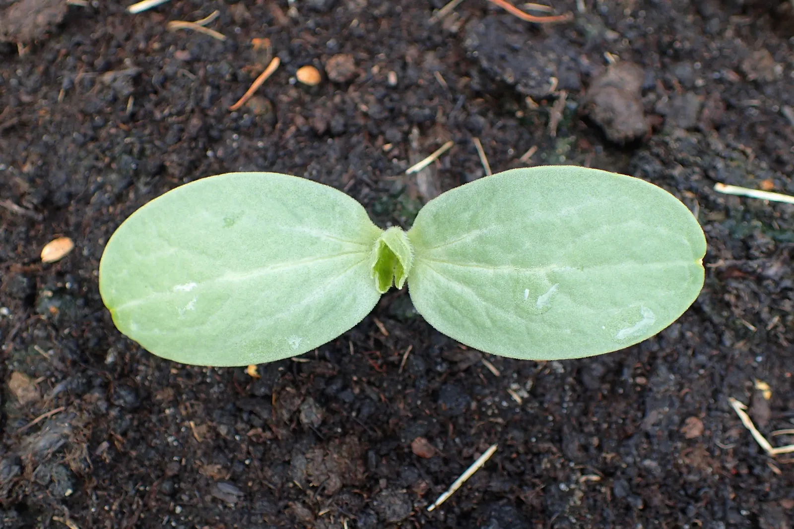Watermelon (Citrullus Lanatus) — This vining plant is prized for its sweet; hydrating flesh and is not only an edible delight but can also add a, image 52