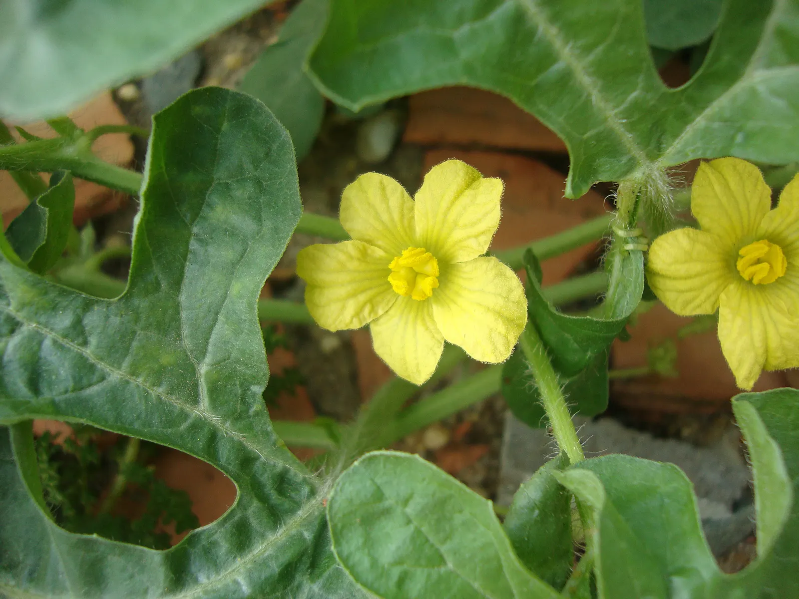 Watermelon (Citrullus Lanatus) — Watermelon plants thrive in full sun and prefer loamy, well-draining soil with a pH ranging from 6.0 to 6.8