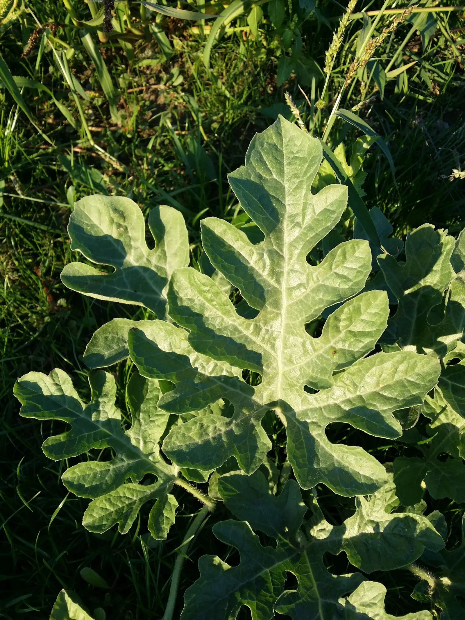 Watermelon (Citrullus Lanatus) — sunny conditions with well-drained soil; watermelon plants thrive in full sun and prefer loamy, well-draining soil with a pH