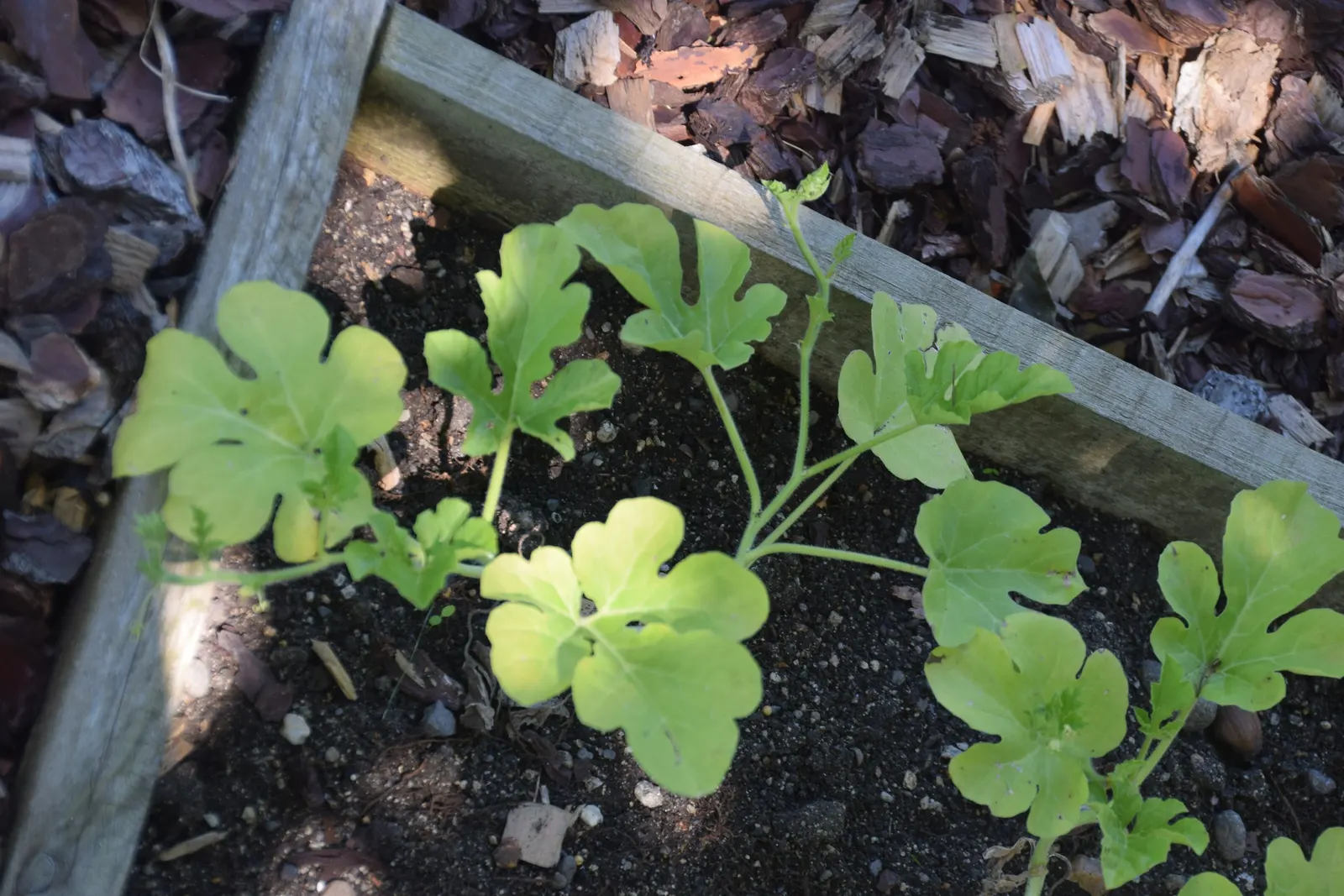 Watermelon (Citrullus Lanatus) — vegetable / vine with yellow blooms