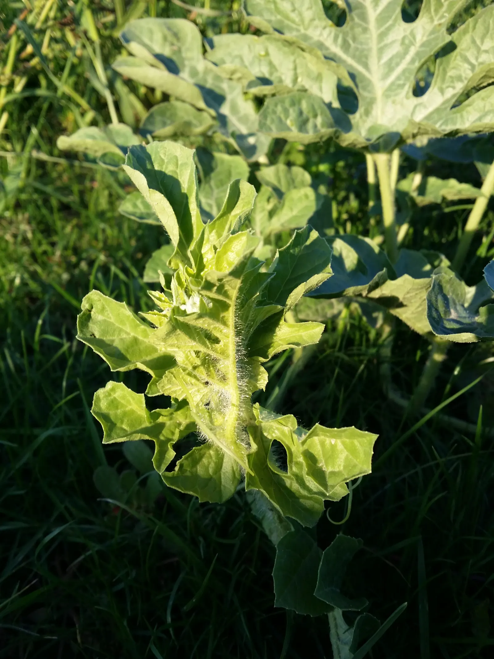 Watermelon (Citrullus Lanatus) — yellow flowers in the garden