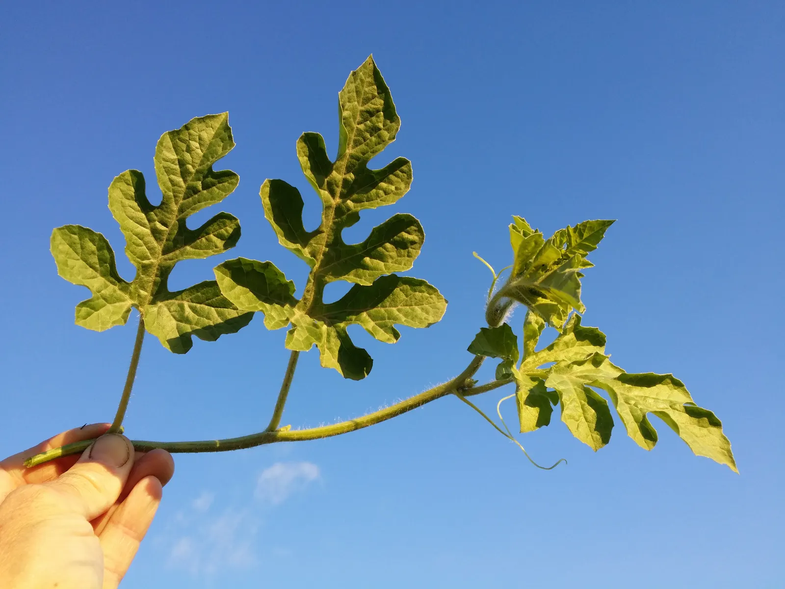 Watermelon (Citrullus Lanatus) — Watermelon (Citrullus lanatus) is a warm-season fruit crop belonging to the Cucurbitaceae family; sunny conditions with
