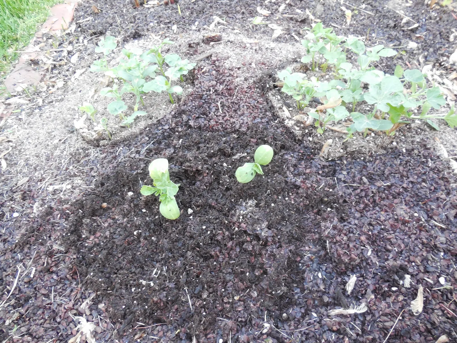 Watermelon (Citrullus Lanatus) — This vining plant is prized for its sweet