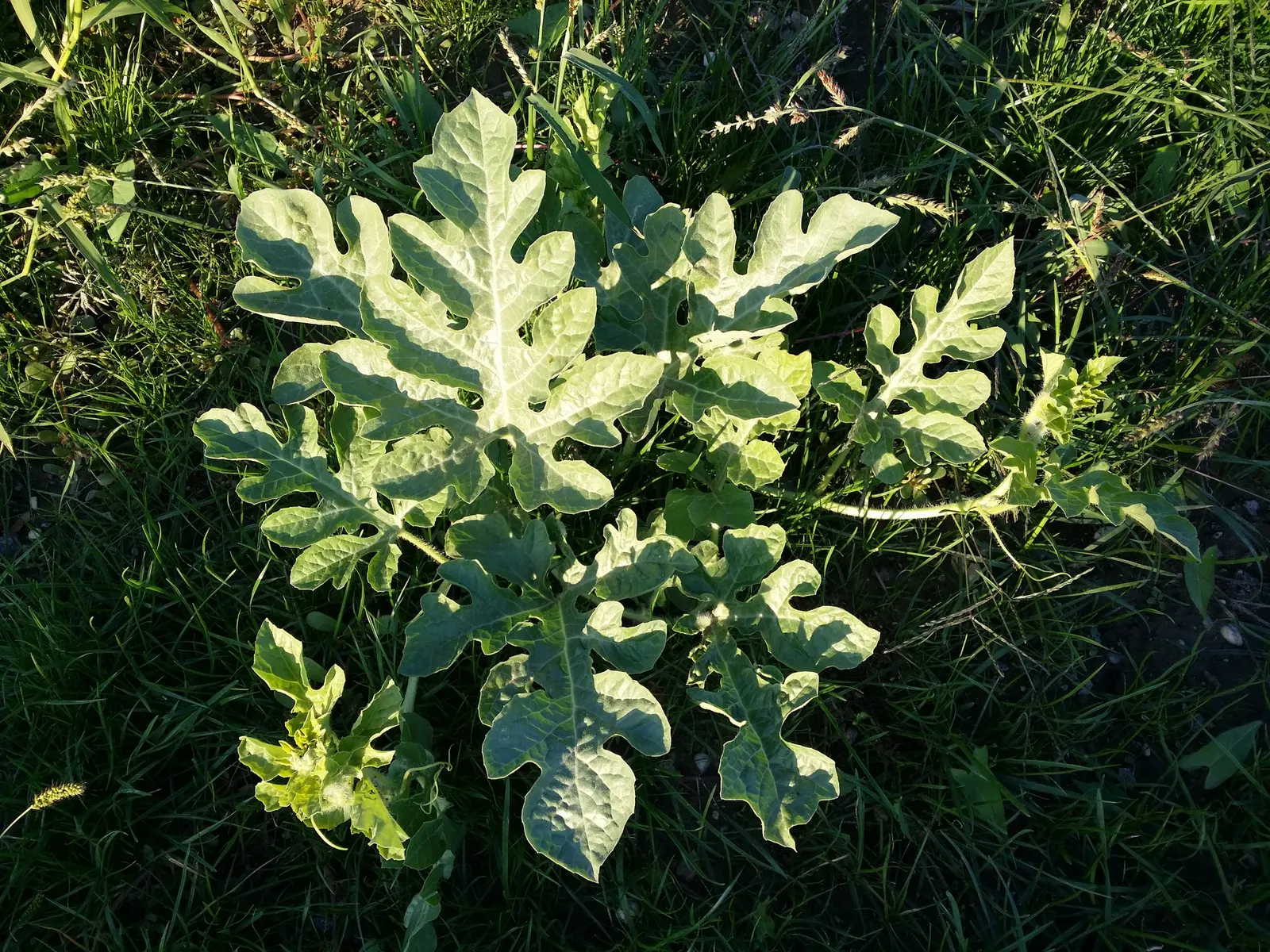 Watermelon (Citrullus Lanatus) — Its sprawling growth reaches up to 20 ft, with large, lobed leaves and yellow blossoms; for an attractive garden, image 47