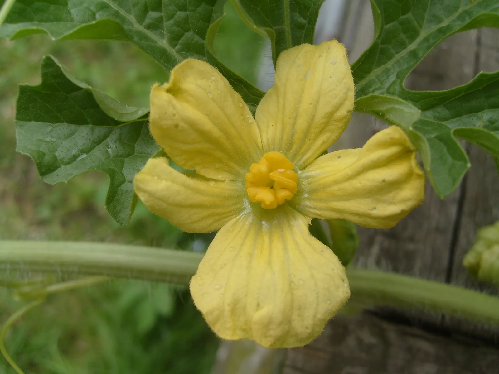 Watermelon (Citrullus Lanatus) — but employing a trellis system can help manage space and reduce ground pests' access to the fruit