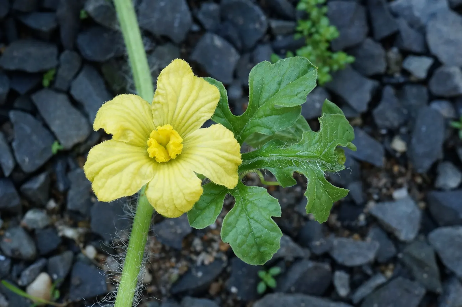 Watermelon (Citrullus Lanatus) — Its sprawling growth reaches up to 20 ft, with large, lobed leaves and yellow blossoms; for an attractive garden layout