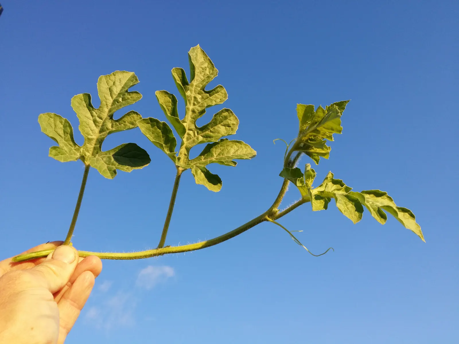 Watermelon (Citrullus Lanatus) — Watermelons generally mature around 80 to 100 days after planting; ensuring deep soil moisture - typically about 1 to 2 inches