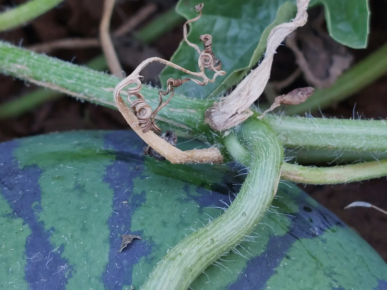Watermelon (Citrullus Lanatus) — Watermelon (Citrullus lanatus) is an annual fruiting vine requiring ample space; with a green rind and juicy