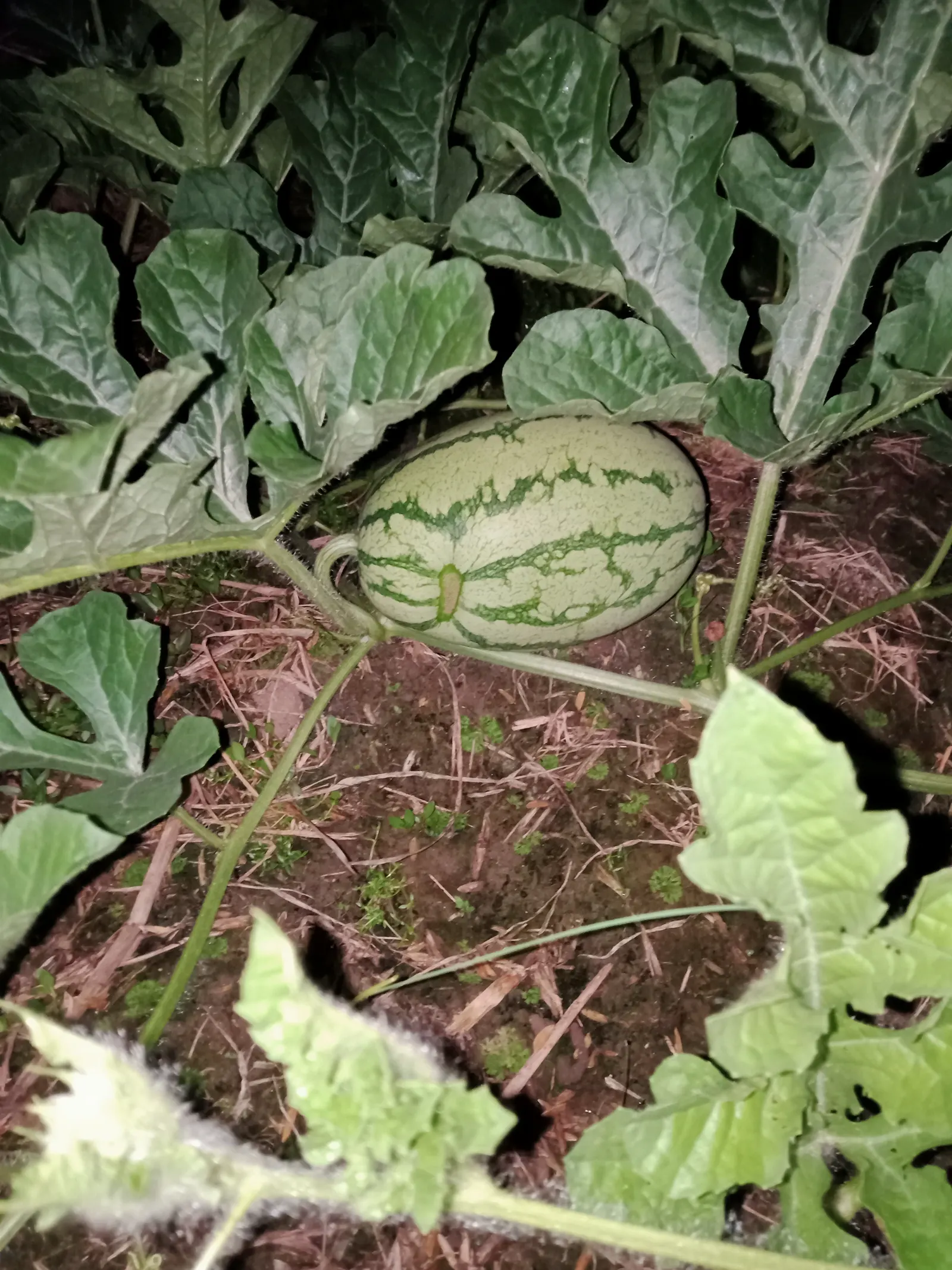 Watermelon (Citrullus Lanatus) — Ideal for spacious gardens, it provides summer refreshment and visual interest; but employing a trellis system can, image 50