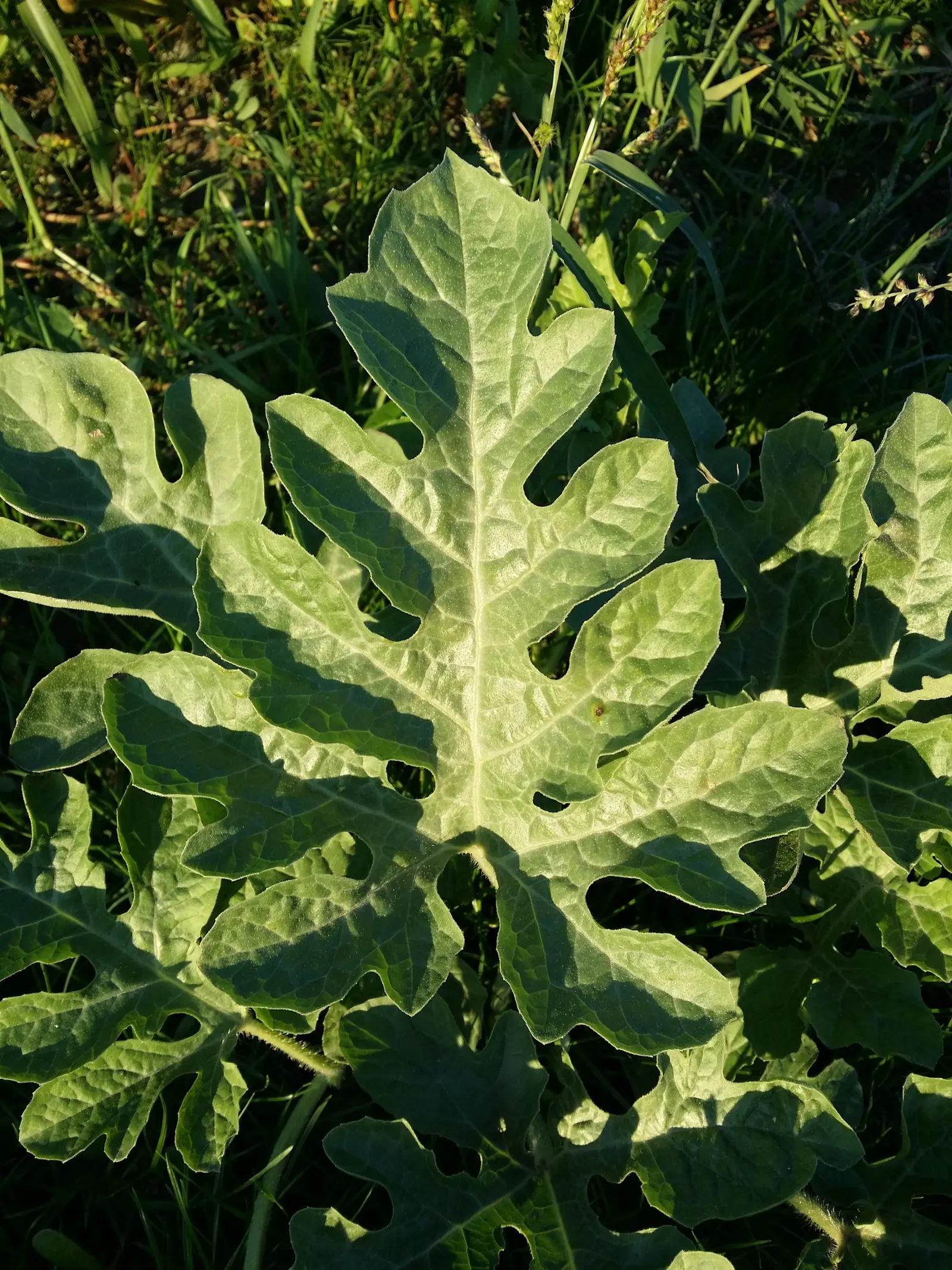 Watermelon (Citrullus Lanatus) — consider companion planting with flowers that attract pollinators to aid in the fruiting process; yellow flowers in the garden