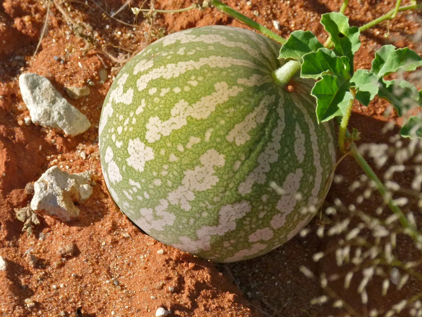 Watermelon (Citrullus Lanatus) — Watermelon (Citrullus lanatus) is a warm-season fruit crop belonging to the Cucurbitaceae family