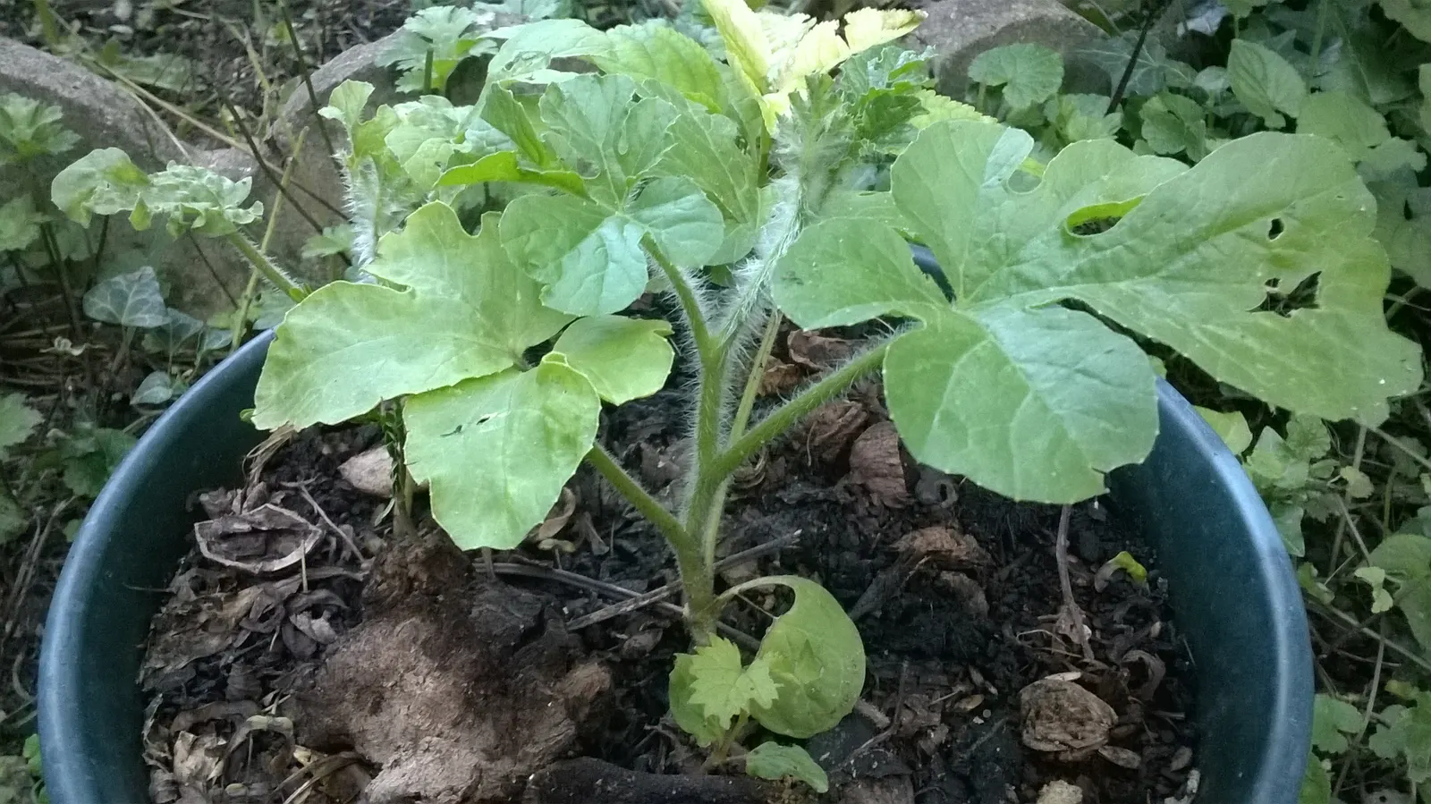 Watermelon (Citrullus Lanatus) — hydrating flesh and is not only an edible delight but can also add a lush; support structures are not typically required