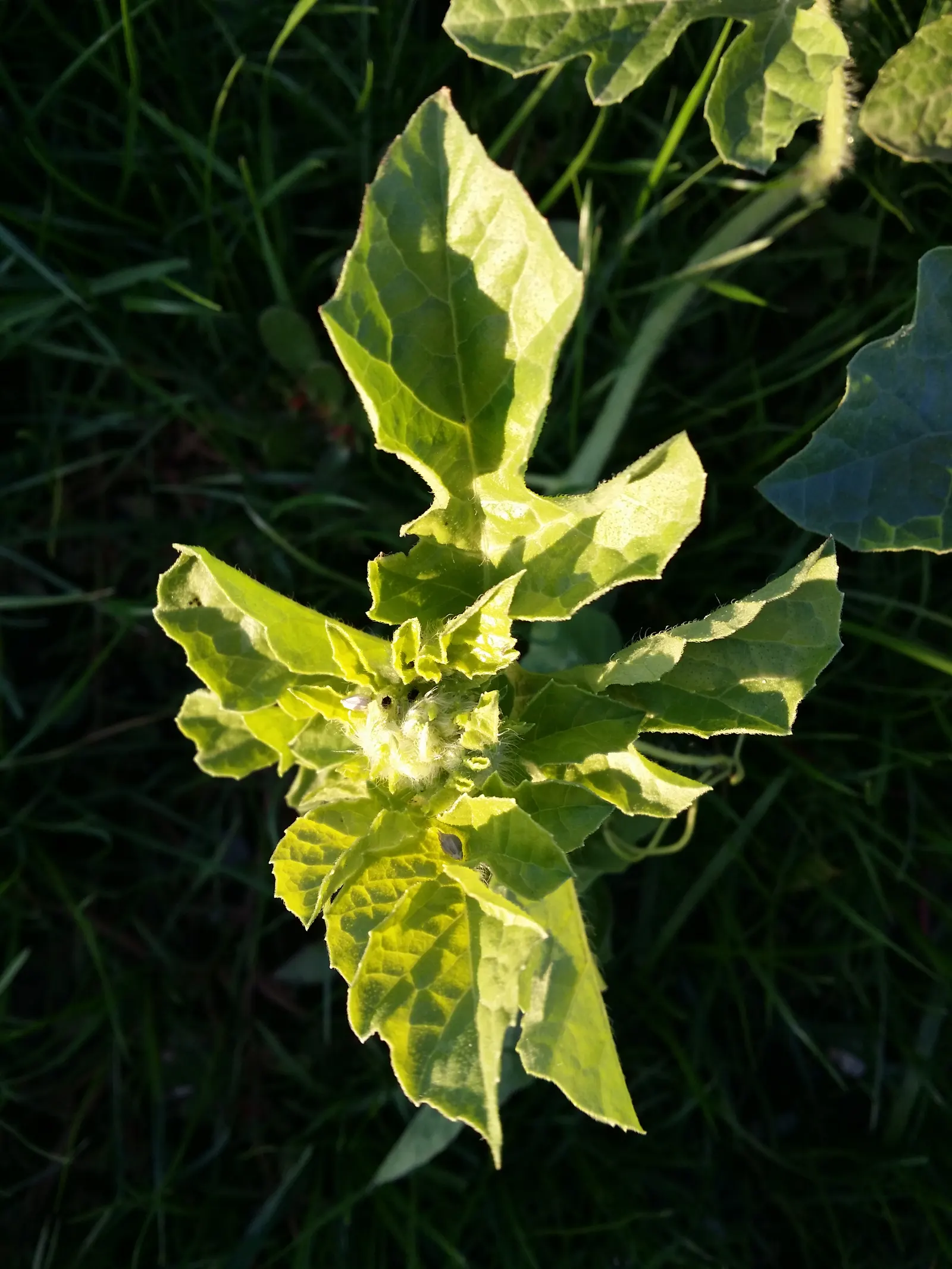 Watermelon (Citrullus Lanatus) — Watermelon plants thrive in full sun and prefer loamy, well-draining soil with a pH ranging from 6.0 to 6.8; this vining plant