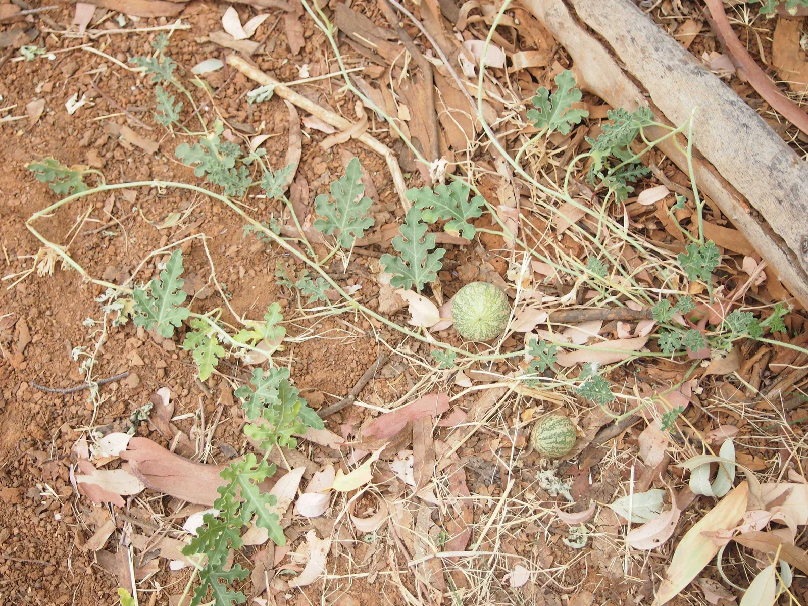 Watermelon (Citrullus Lanatus) — This vining plant is prized for its sweet; hydrating flesh and is not only an edible delight but can also add a lush
