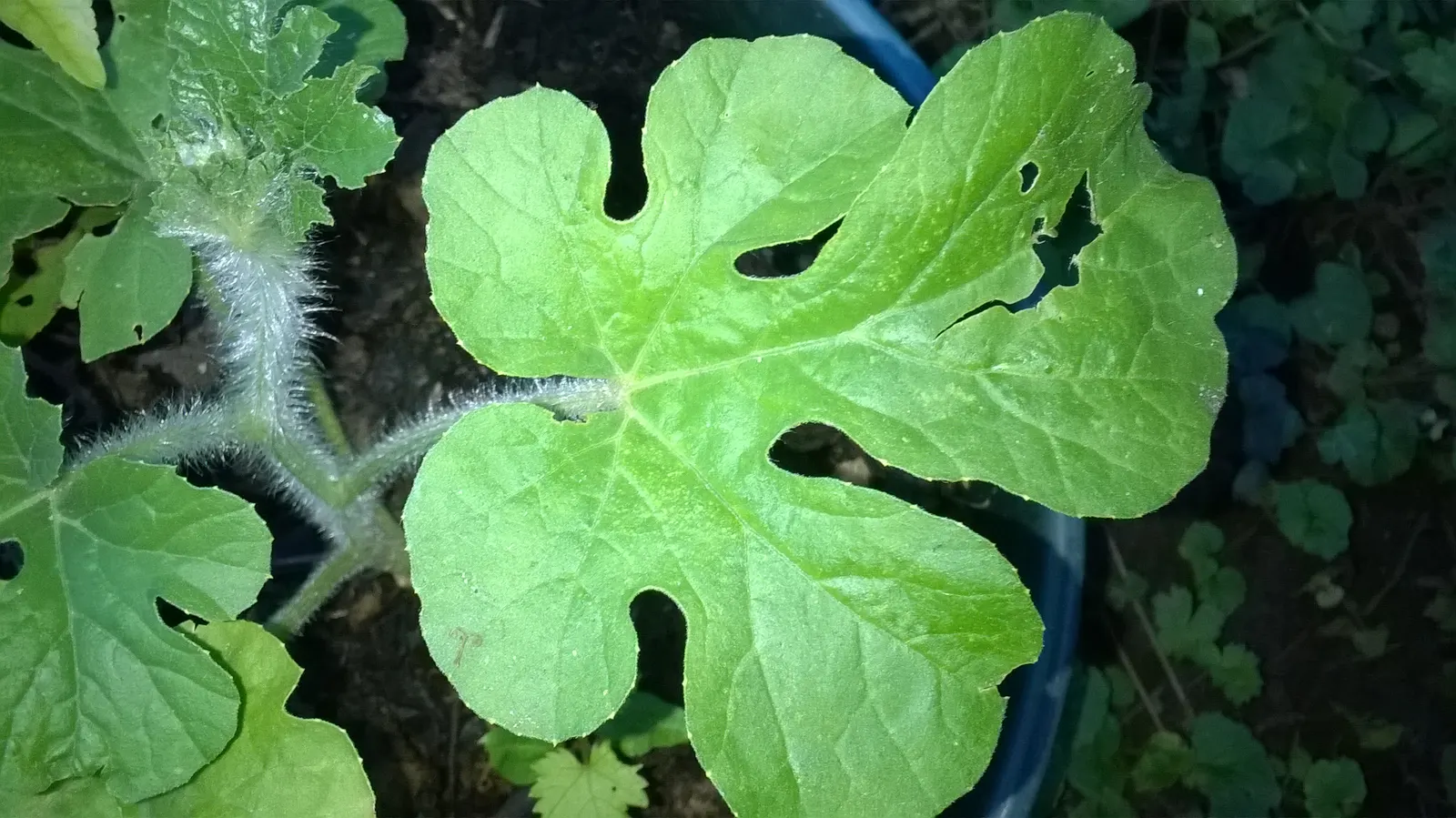 Watermelon (Citrullus Lanatus) — yellow flowers in the garden; sweet interior‚Äîranging from deep red to pink or yellow