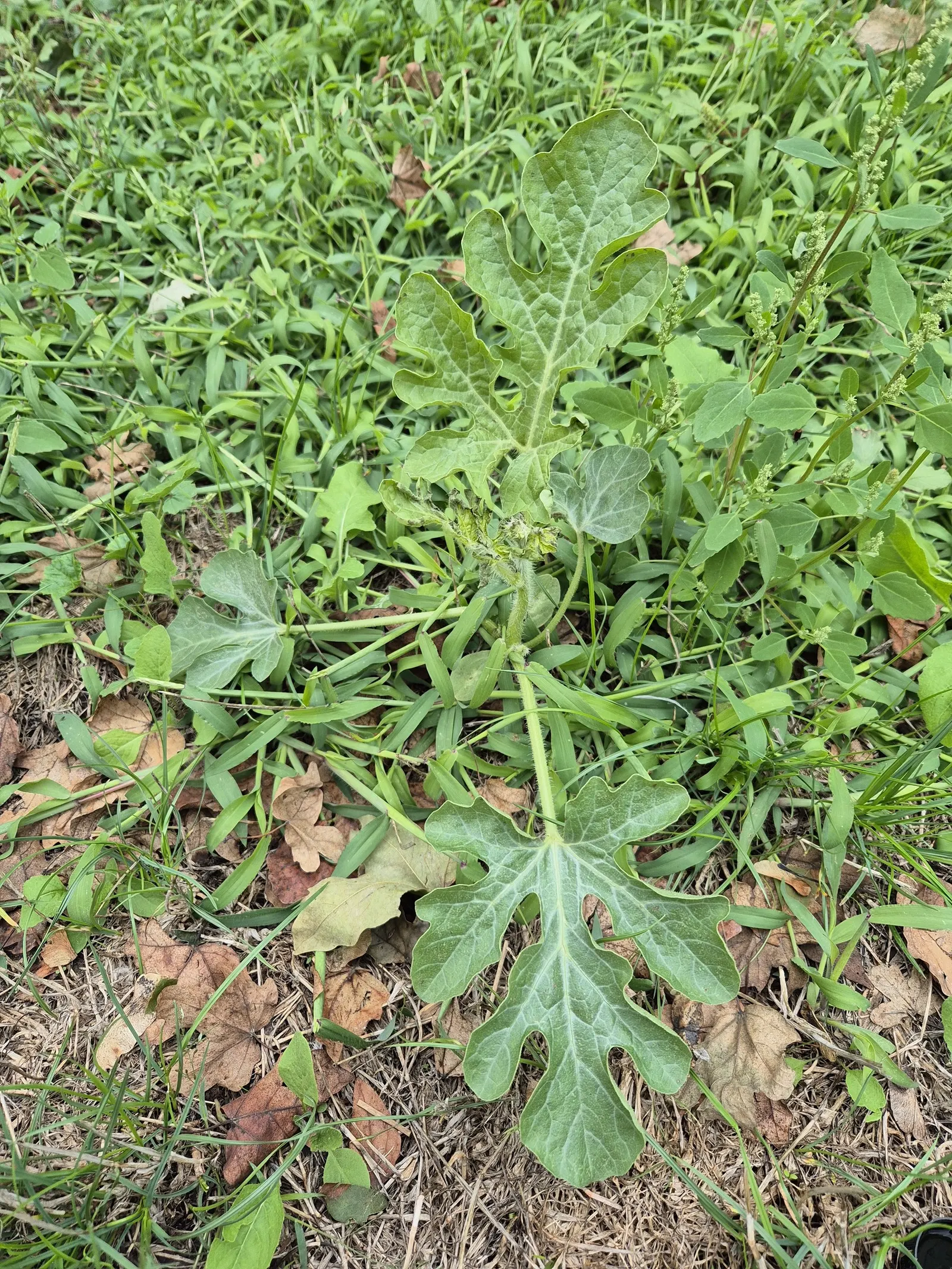 Watermelon (Citrullus Lanatus) — Watermelon (Citrullus lanatus) is an annual fruiting vine requiring ample space