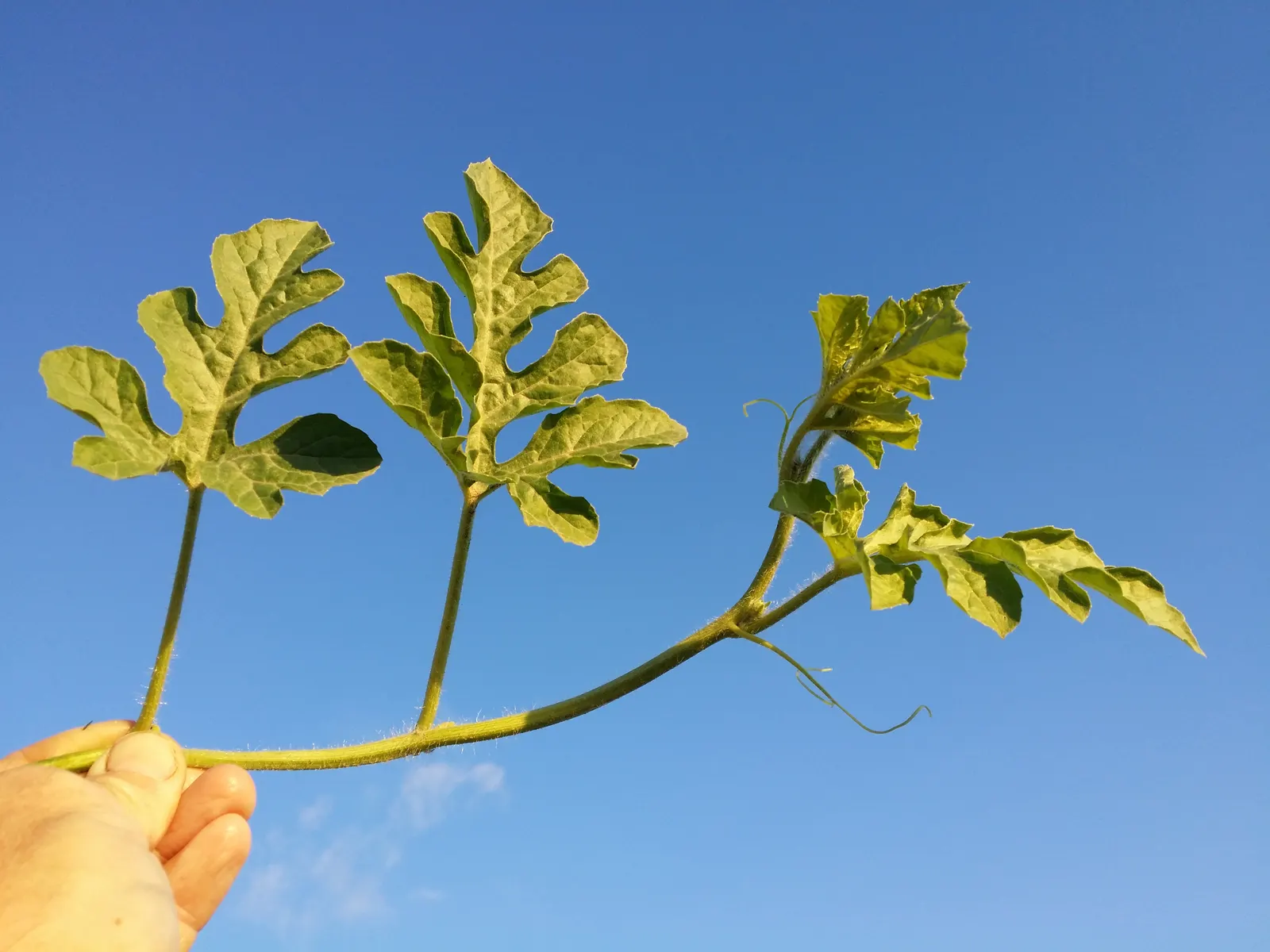 Watermelon (Citrullus Lanatus) — and the vines require a consistent watering schedule