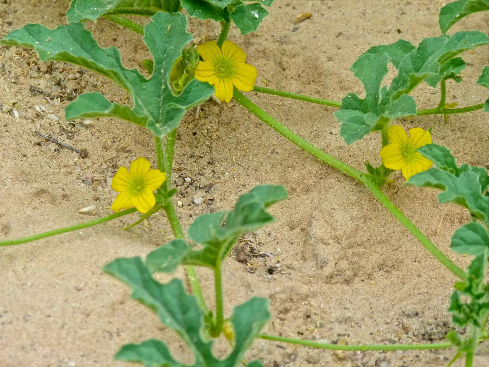 Watermelon (Citrullus Lanatus) — but employing a trellis system can help manage space and reduce ground pests' access to the fruit; ideal for spacious gardens