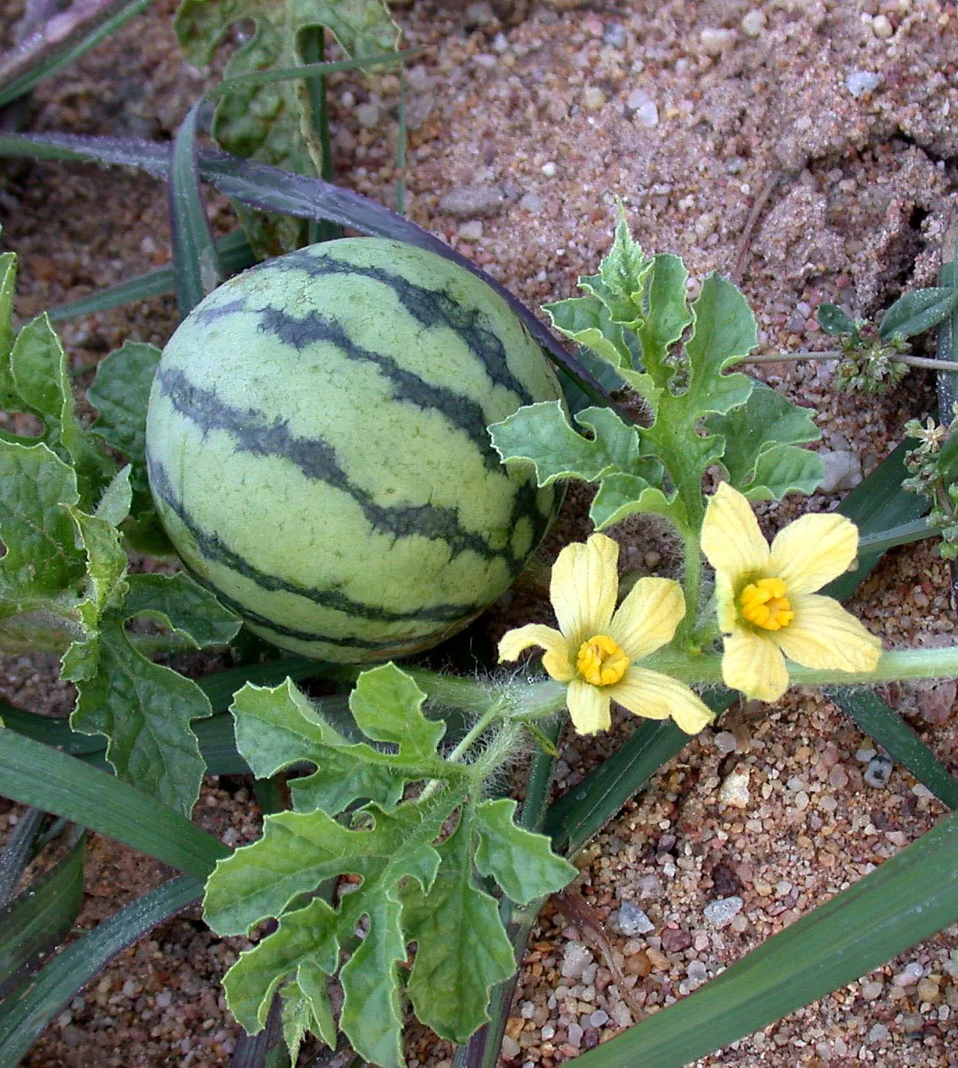 Watermelon (Citrullus Lanatus) — with a green rind and juicy