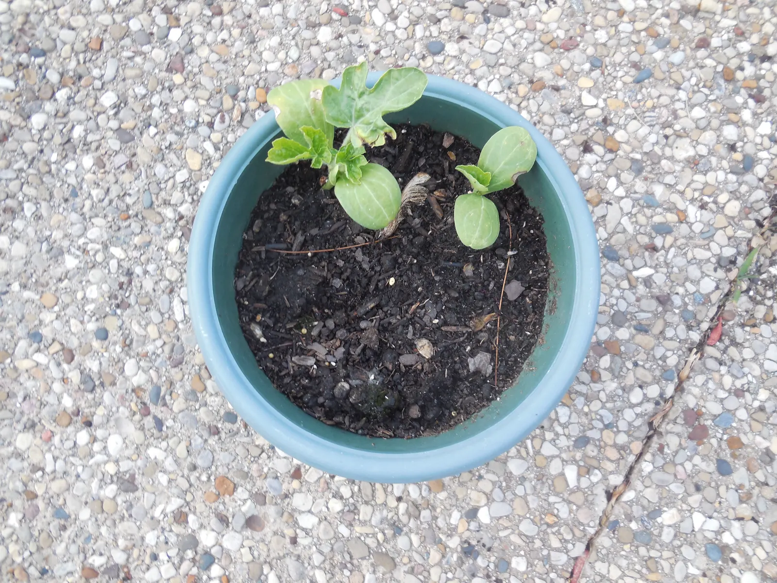 Watermelon (Citrullus Lanatus) — Ideal for spacious gardens, it provides summer refreshment and visual interest