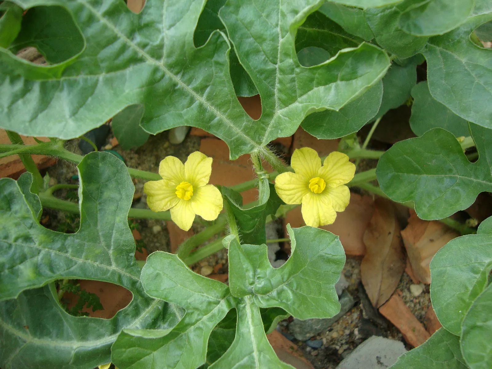 Watermelon (Citrullus Lanatus) — it is essential to allocate ample space as the vines can extend up to 20 feet in length