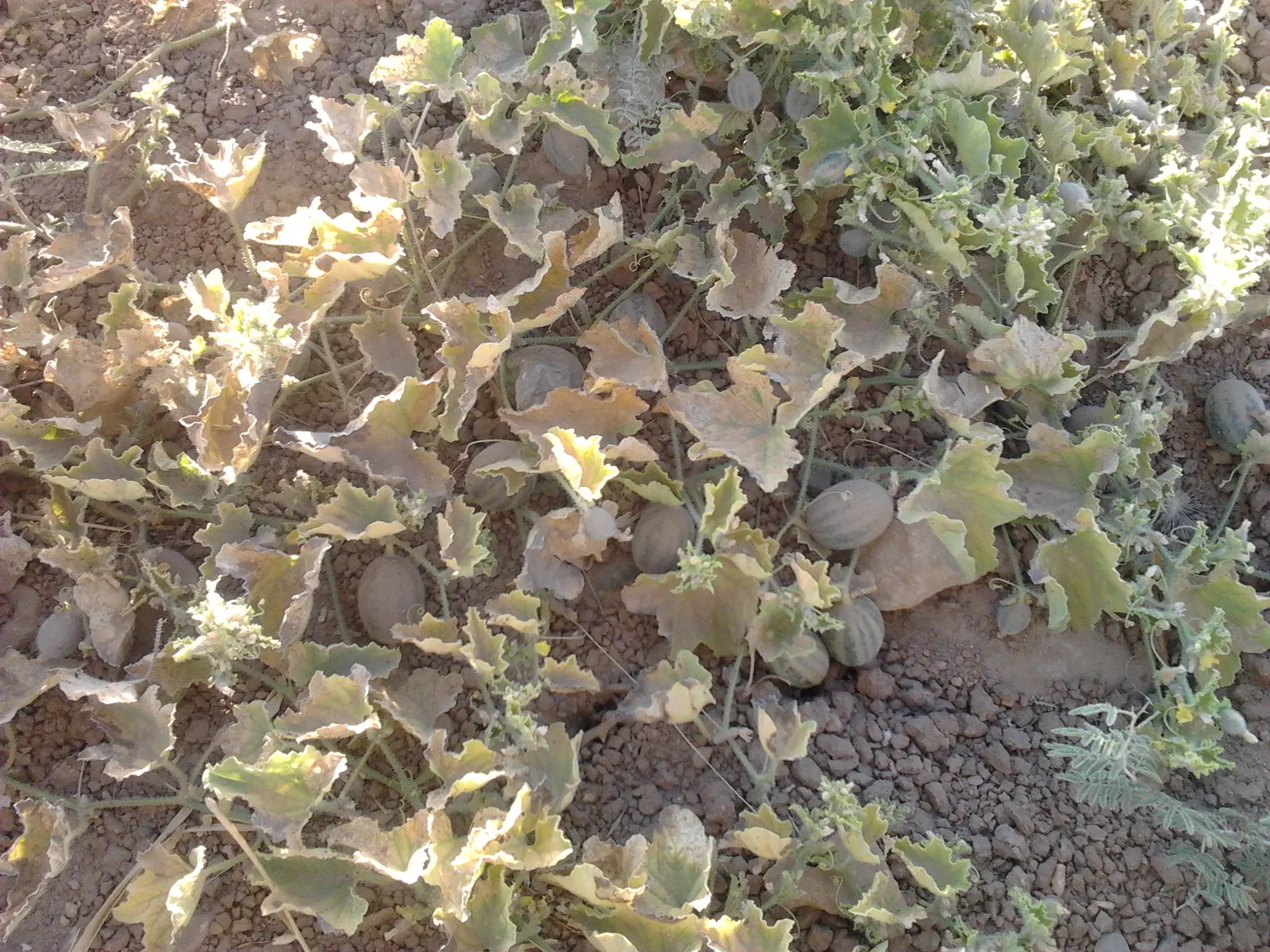 Watermelon (Citrullus Lanatus) — Watermelon plants thrive in full sun and prefer loamy, well-draining soil with a pH ranging from 6.0 to 6.8; this, image 55