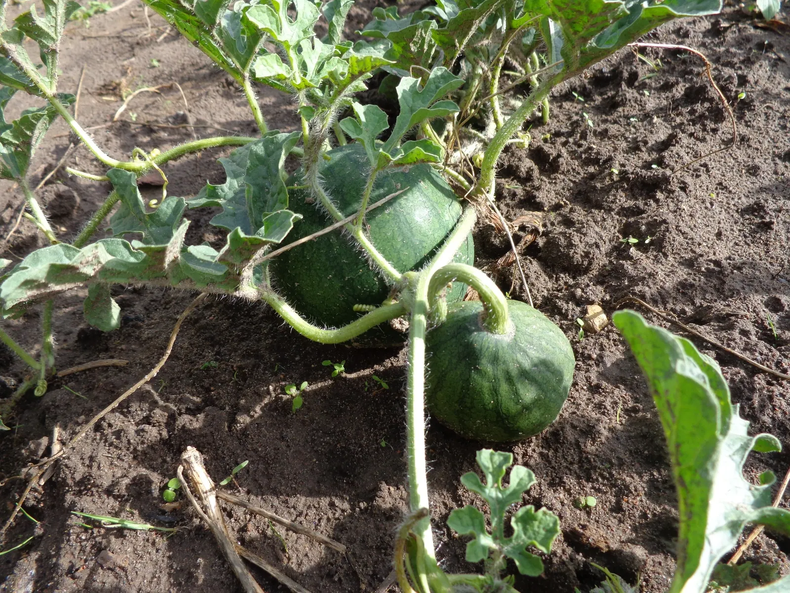 Watermelon (Citrullus Lanatus) — vegetable / vine with yellow blooms; the site should receive a steady 6 to 8 hours of direct sunlight daily
