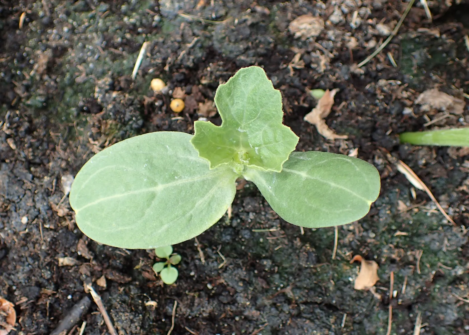 Watermelon (Citrullus Lanatus) — sunny conditions with well-drained soil