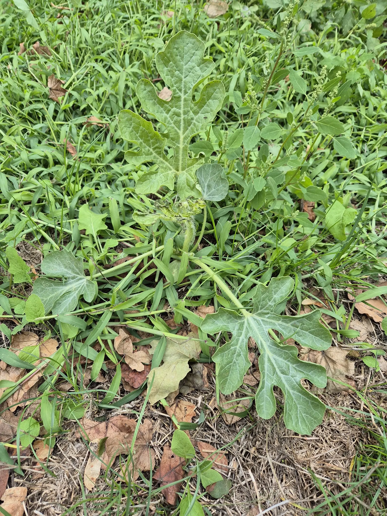 Watermelon (Citrullus Lanatus) — hydrating flesh and is not only an edible delight but can also add a lush