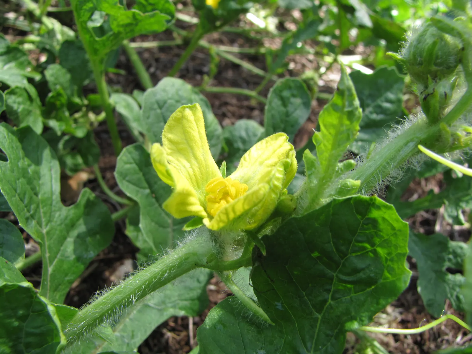Watermelon (Citrullus Lanatus) — Ideal for spacious gardens, it provides summer refreshment and visual interest; but employing a trellis system can help manage