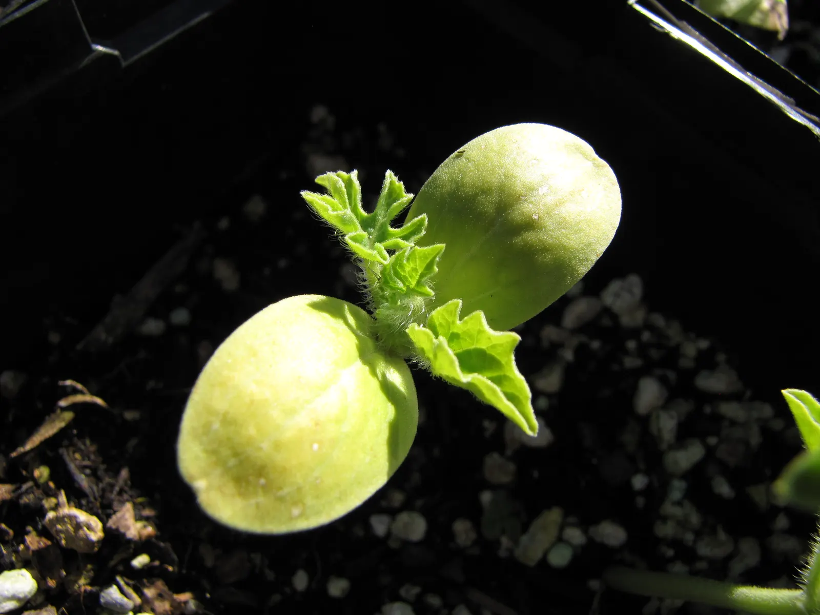 Watermelon (Citrullus Lanatus) — Support structures are not typically required; vegetable / vine with yellow blooms