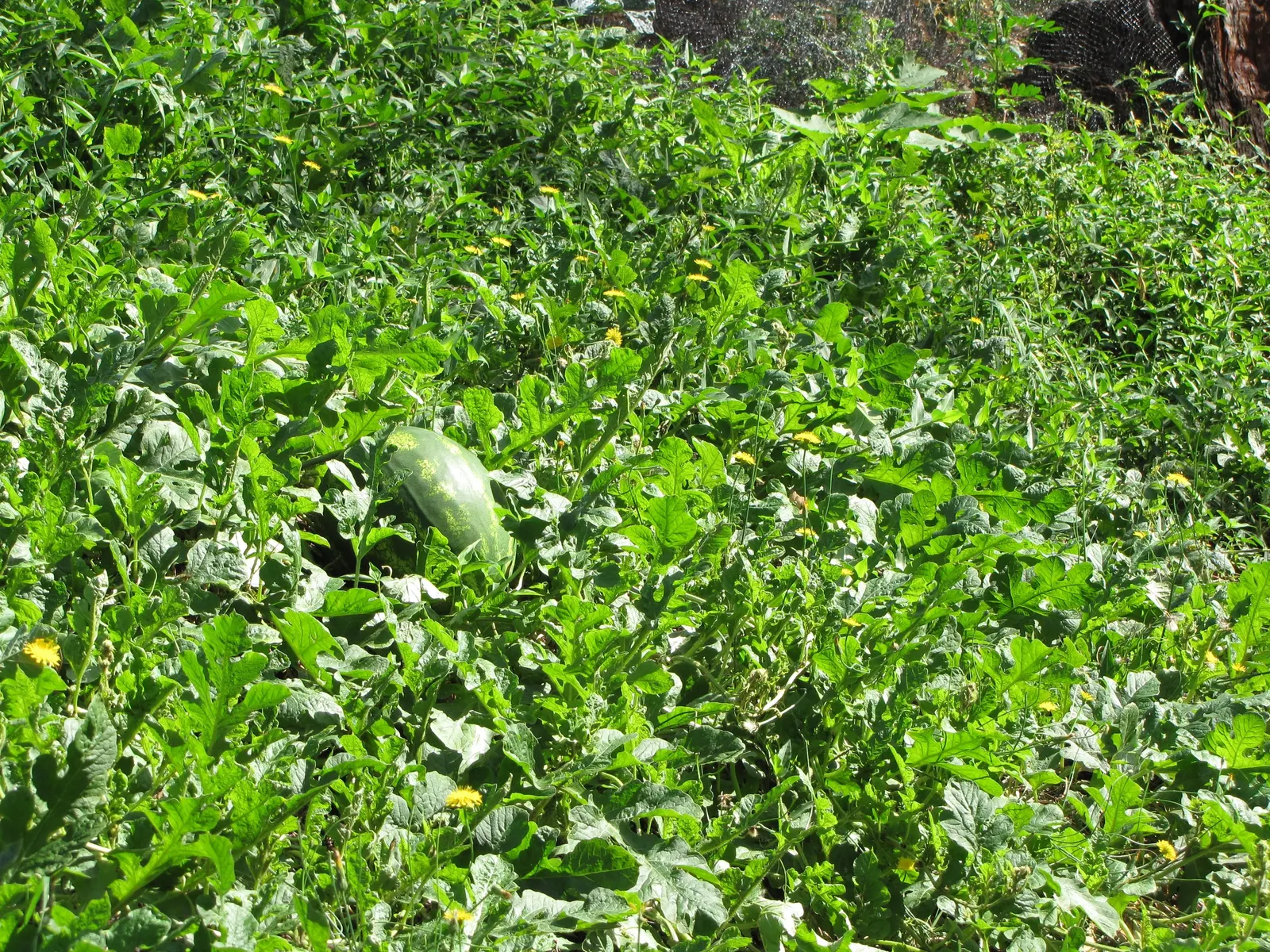 Watermelon (Citrullus Lanatus) — and the vines require a consistent watering schedule; vegetable / vine for full
