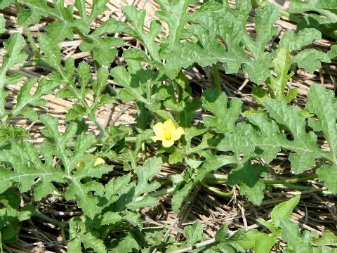 Watermelon (Citrullus Lanatus) — For an attractive garden layout