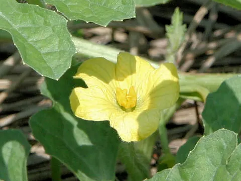 Watermelon (Citrullus Lanatus) — Support structures are not typically required