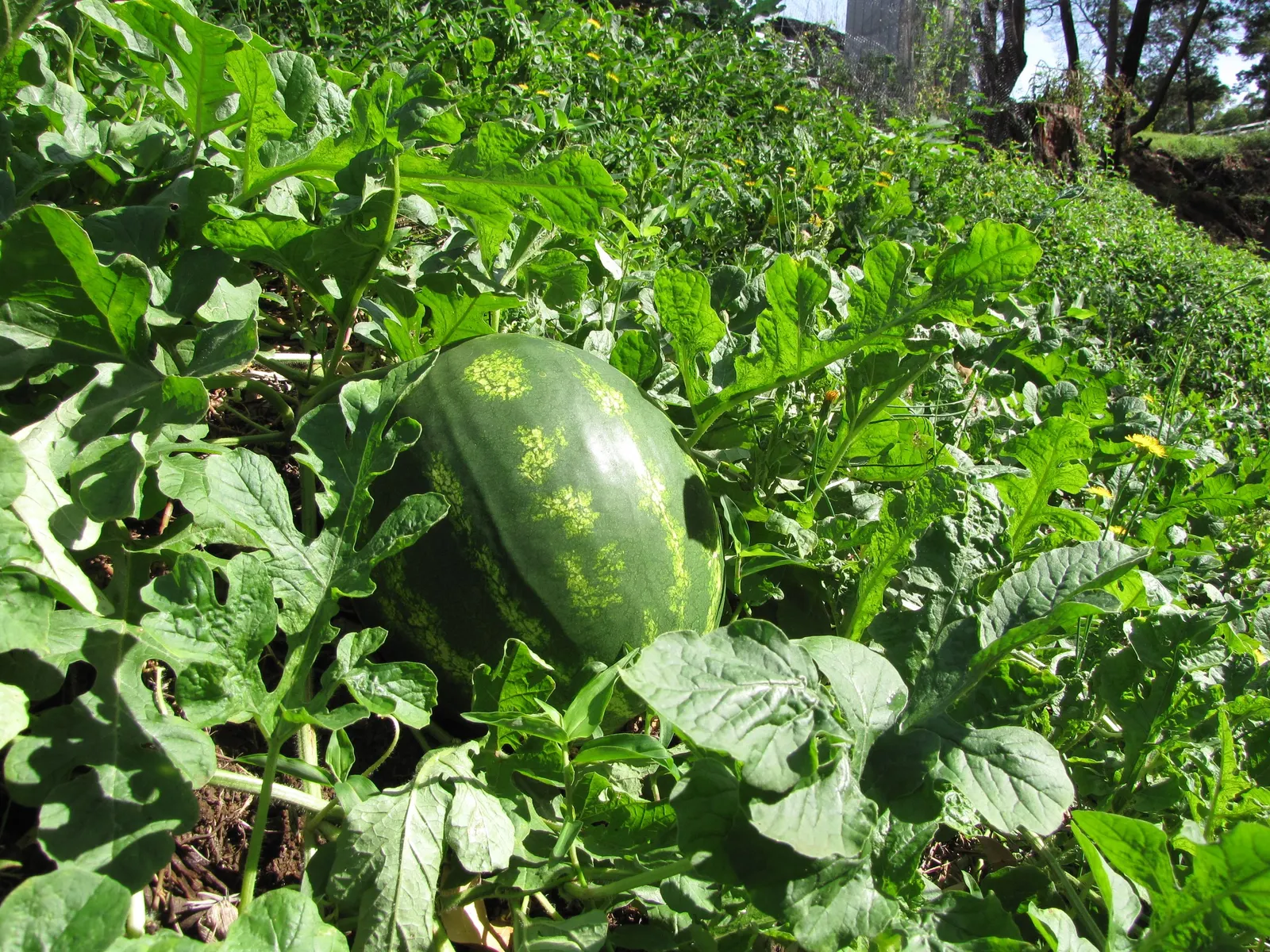 Watermelon (Citrullus Lanatus) — The site should receive a steady 6 to 8 hours of direct sunlight daily