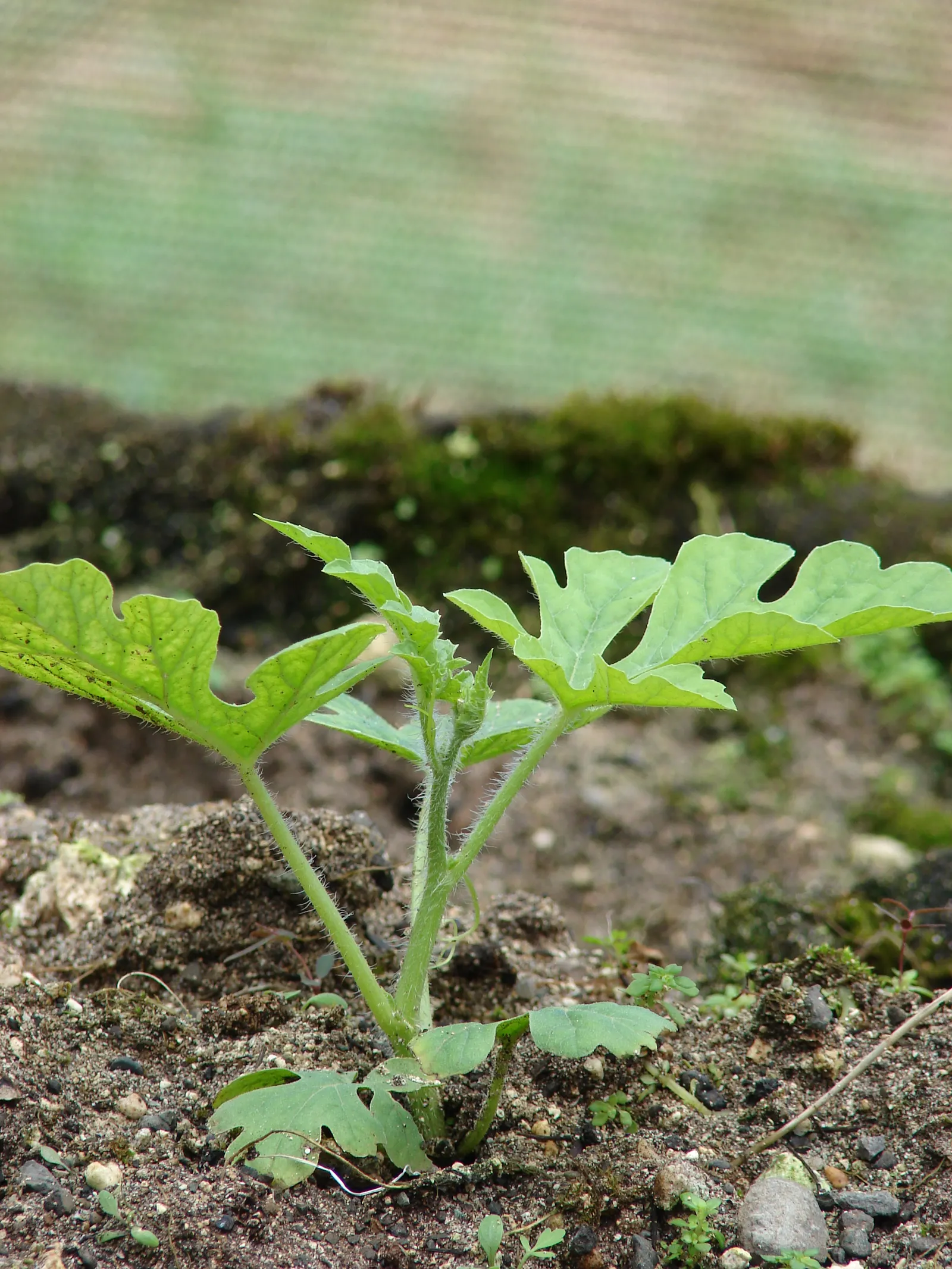 Watermelon (Citrullus Lanatus) — Watermelon (Citrullus lanatus) is a warm-season fruit crop belonging to the Cucurbitaceae family; sunny conditions, image 51