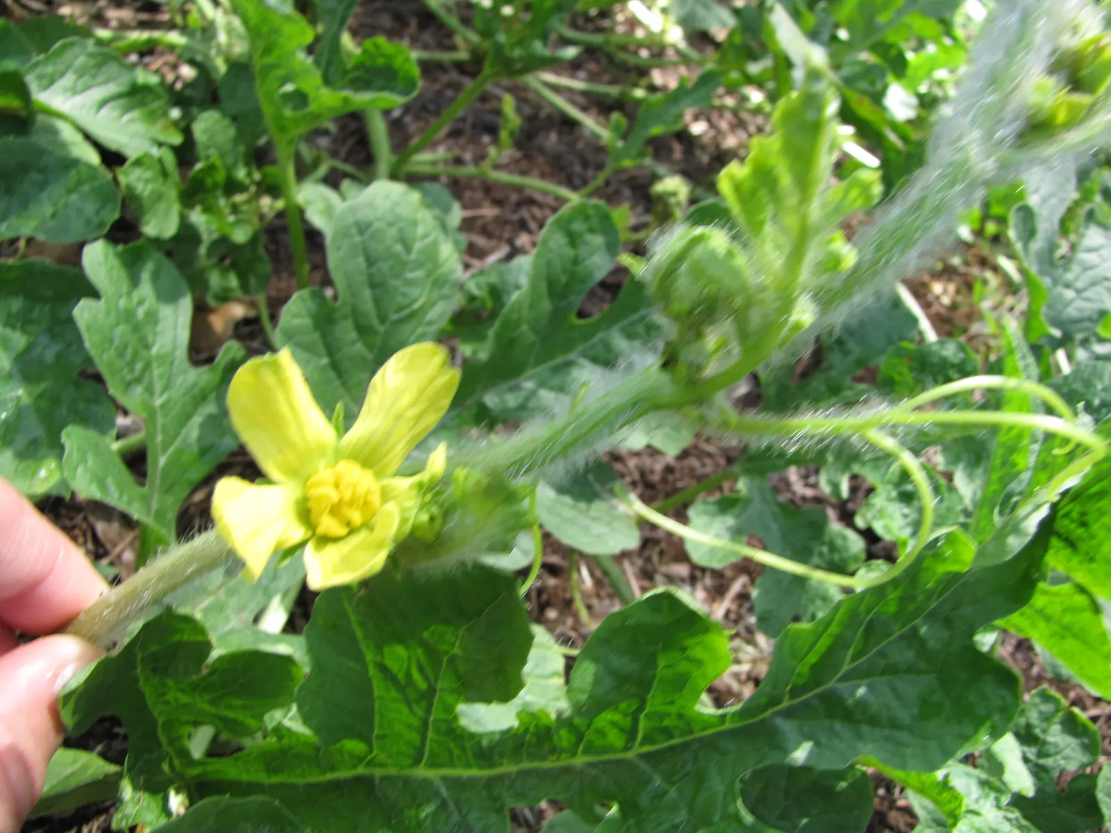 Watermelon (Citrullus Lanatus) — sweet interior‚Äîranging from deep red to pink or yellow; it is essential to allocate ample space as the vines can extend up