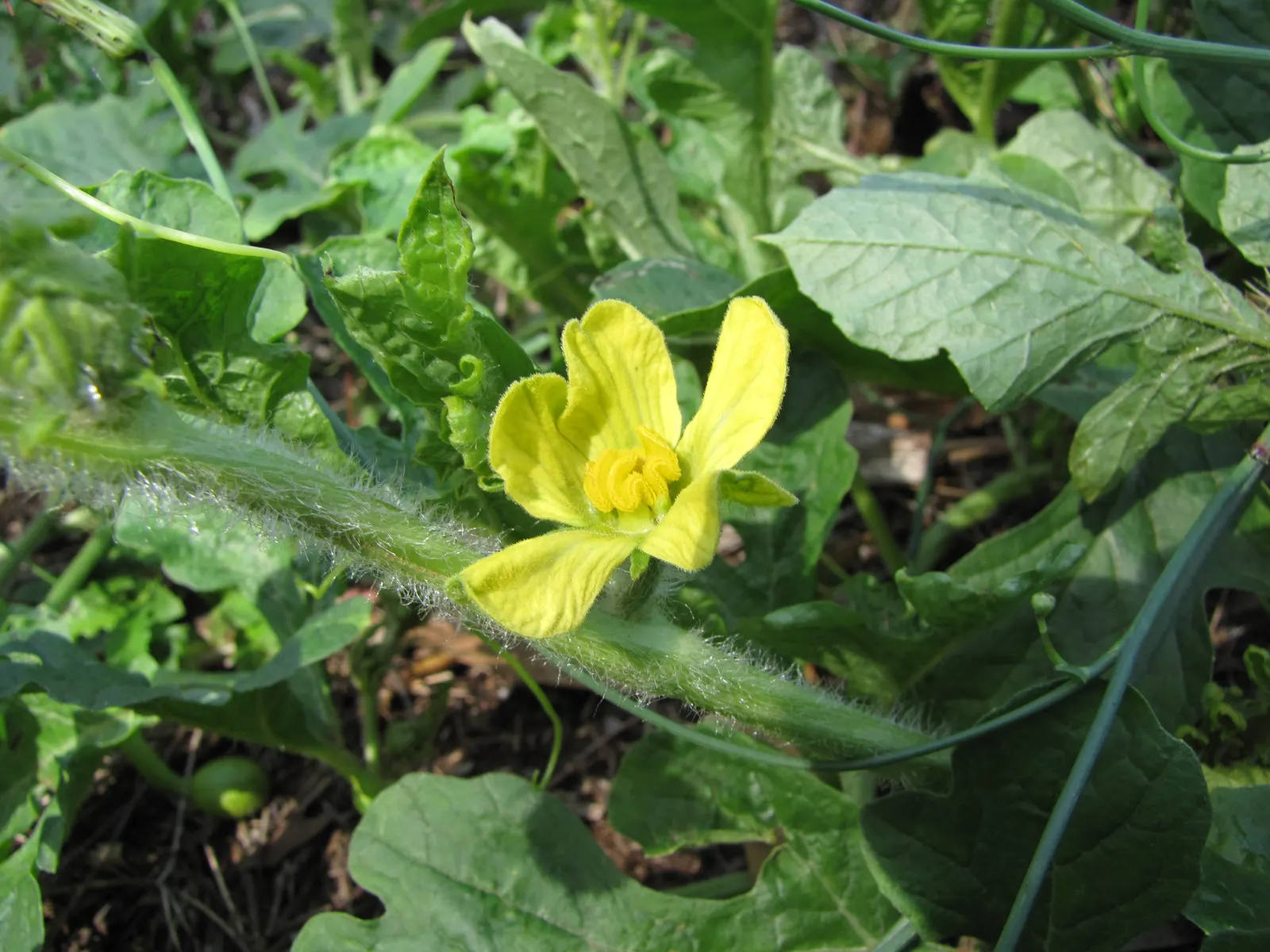 Watermelon (Citrullus Lanatus) — sweet interior‚Äîranging from deep red to pink or yellow