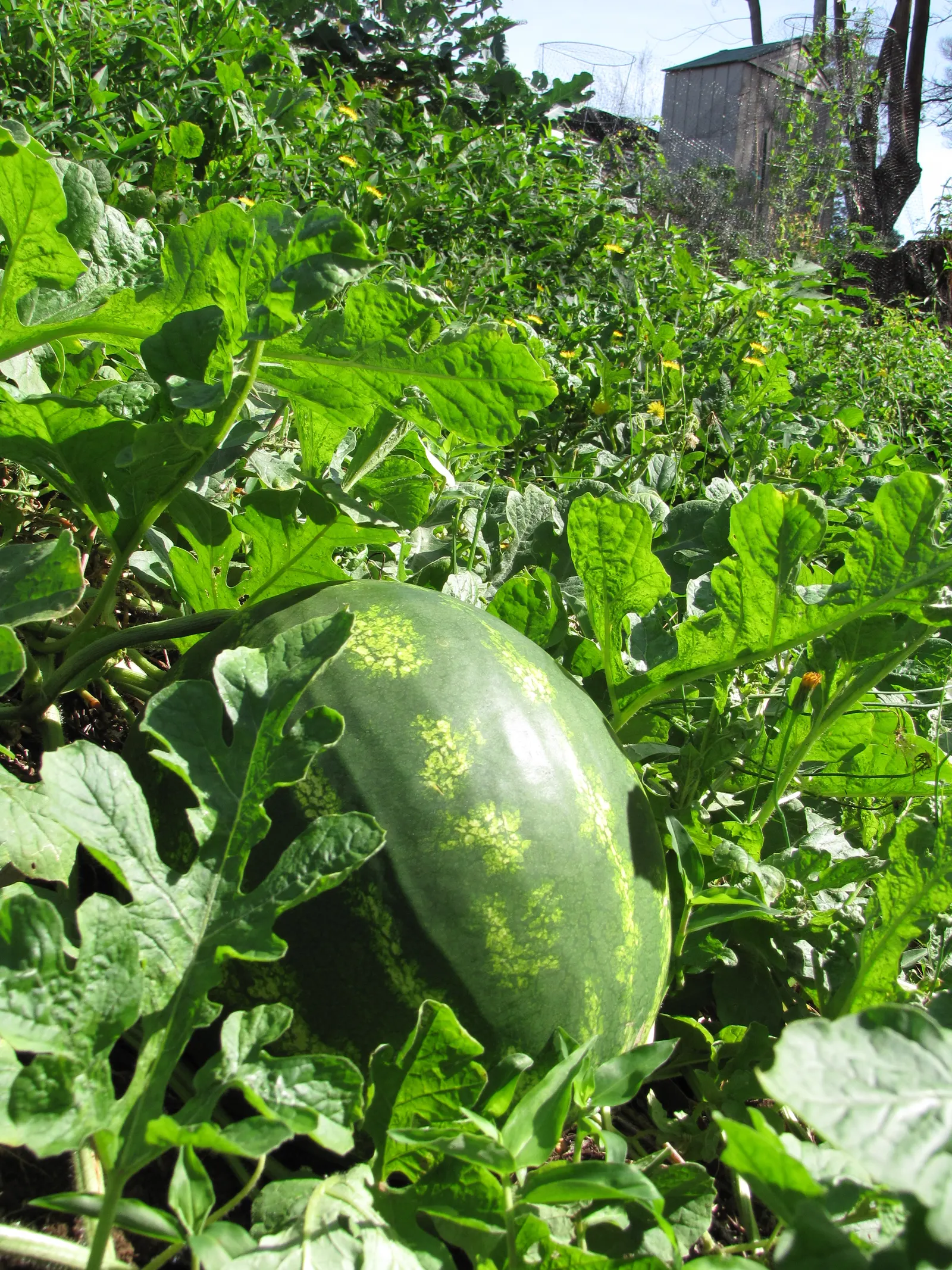 Watermelon (Citrullus Lanatus) — with a green rind and juicy; its sprawling growth reaches up to 20 ft, with large, lobed leaves and yellow blossoms